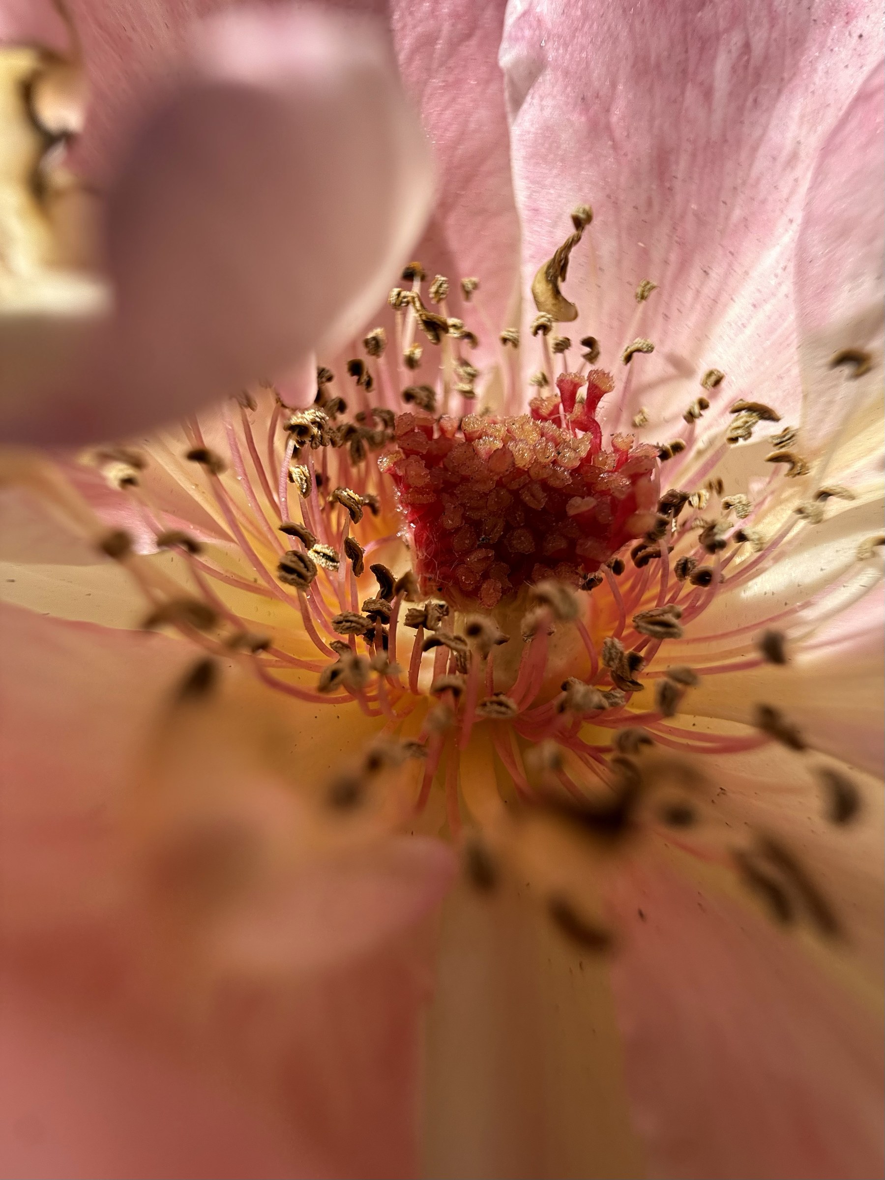 Flower photograph 1 by Daniel Zox