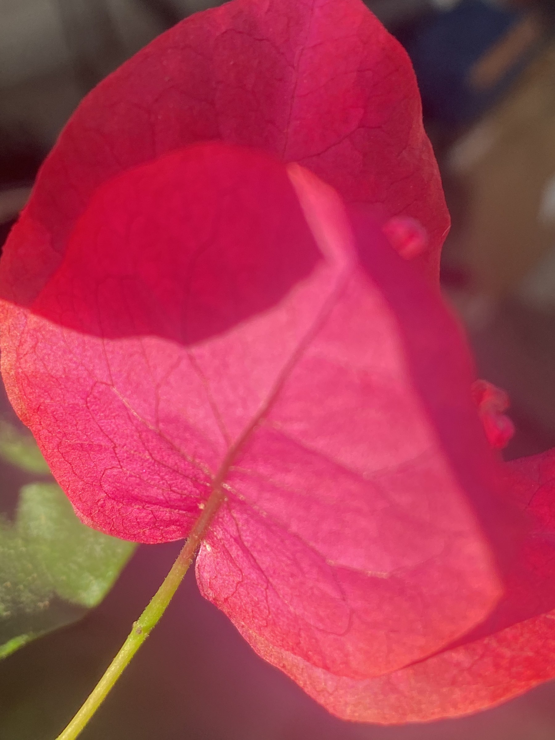 Flower photograph 2 by Daniel Zox