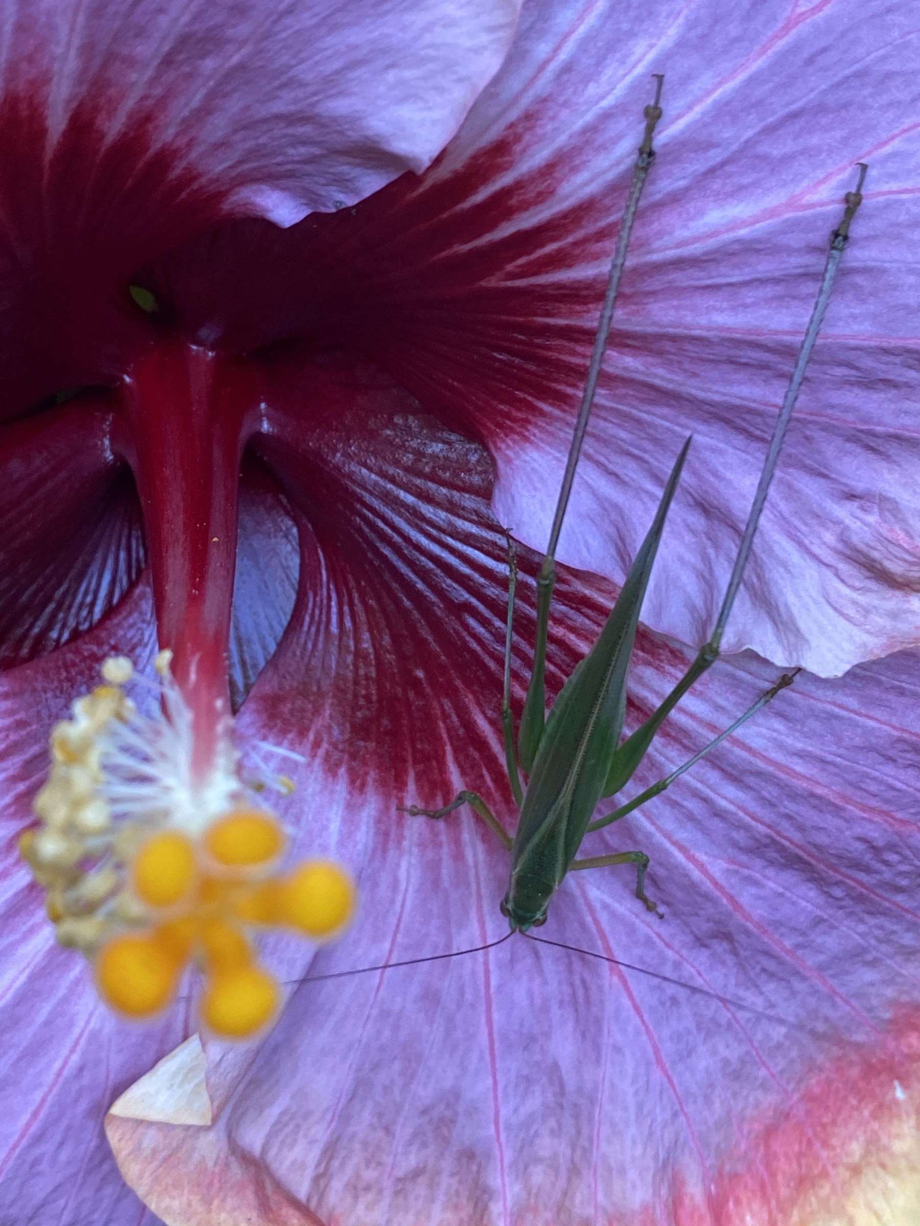 Flower photograph 3 by Daniel Zox
