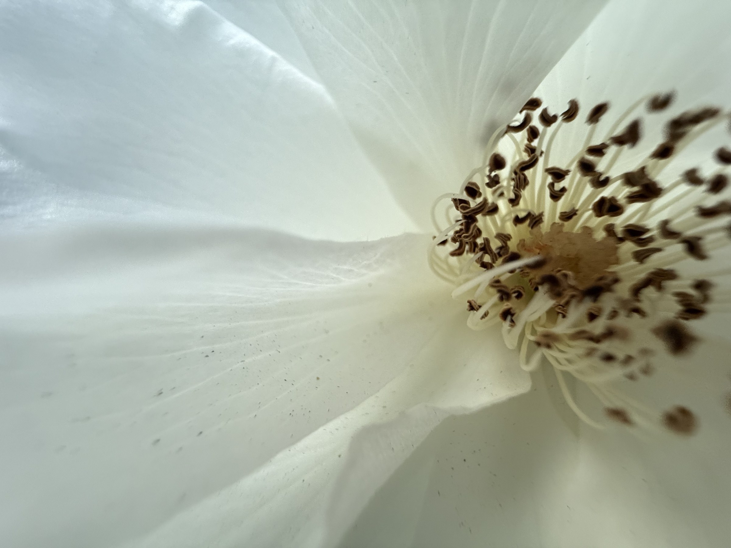 Flower photograph 4 by Daniel Zox