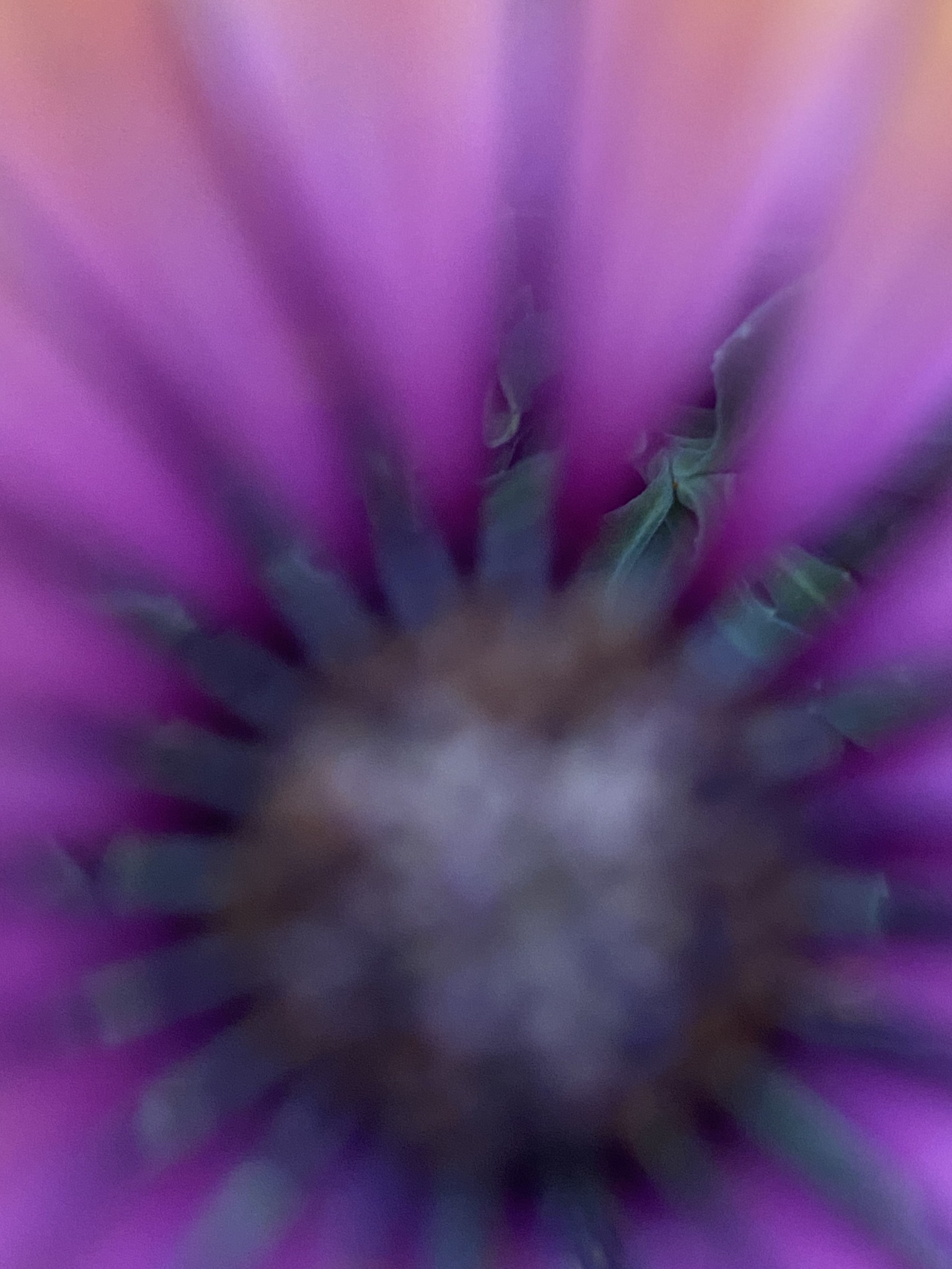 Flower photograph 5 by Daniel Zox