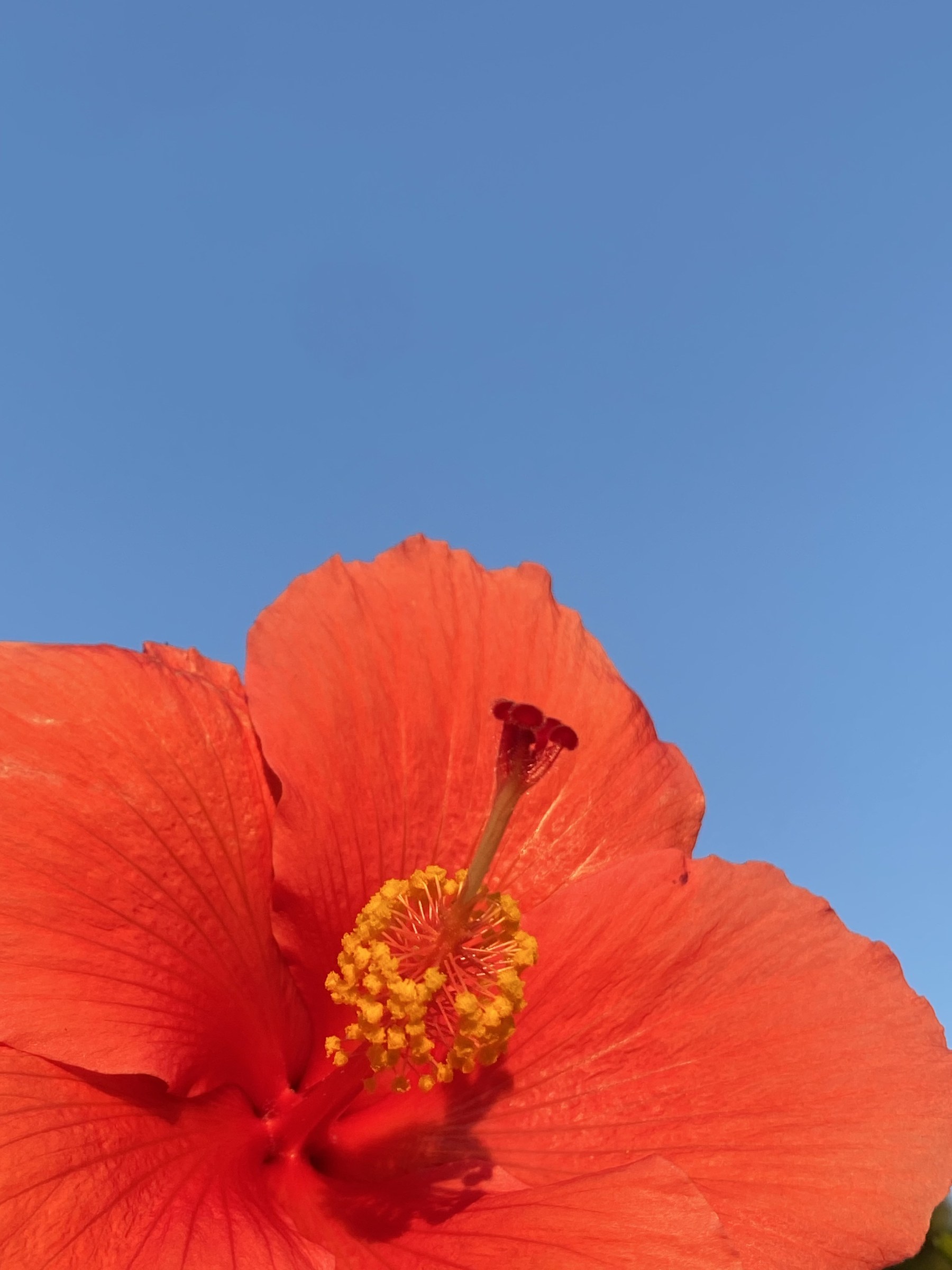 Flower photograph 6 by Daniel Zox