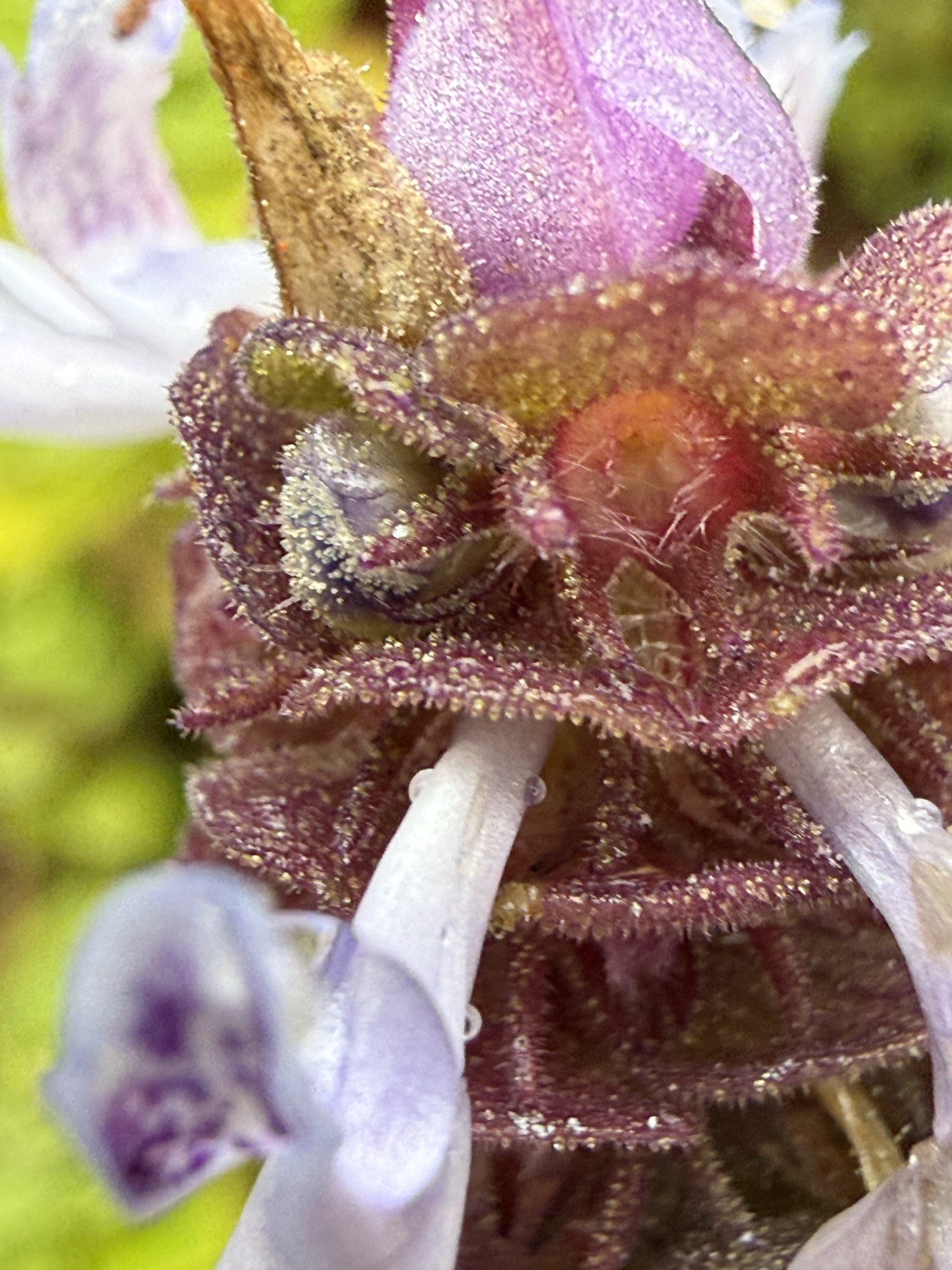 Flower photograph 7 by Daniel Zox