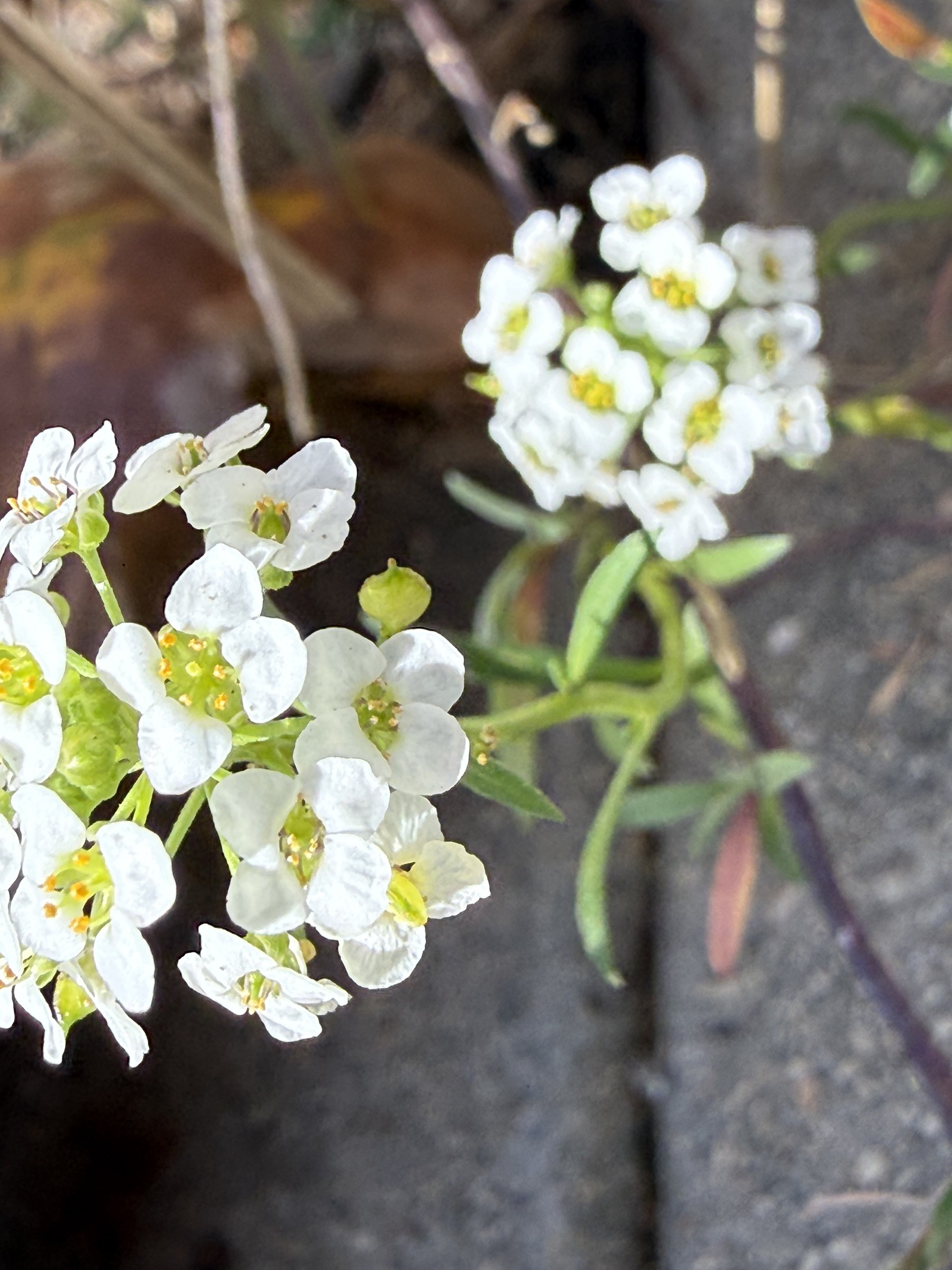 Flower photograph 8 by Daniel Zox