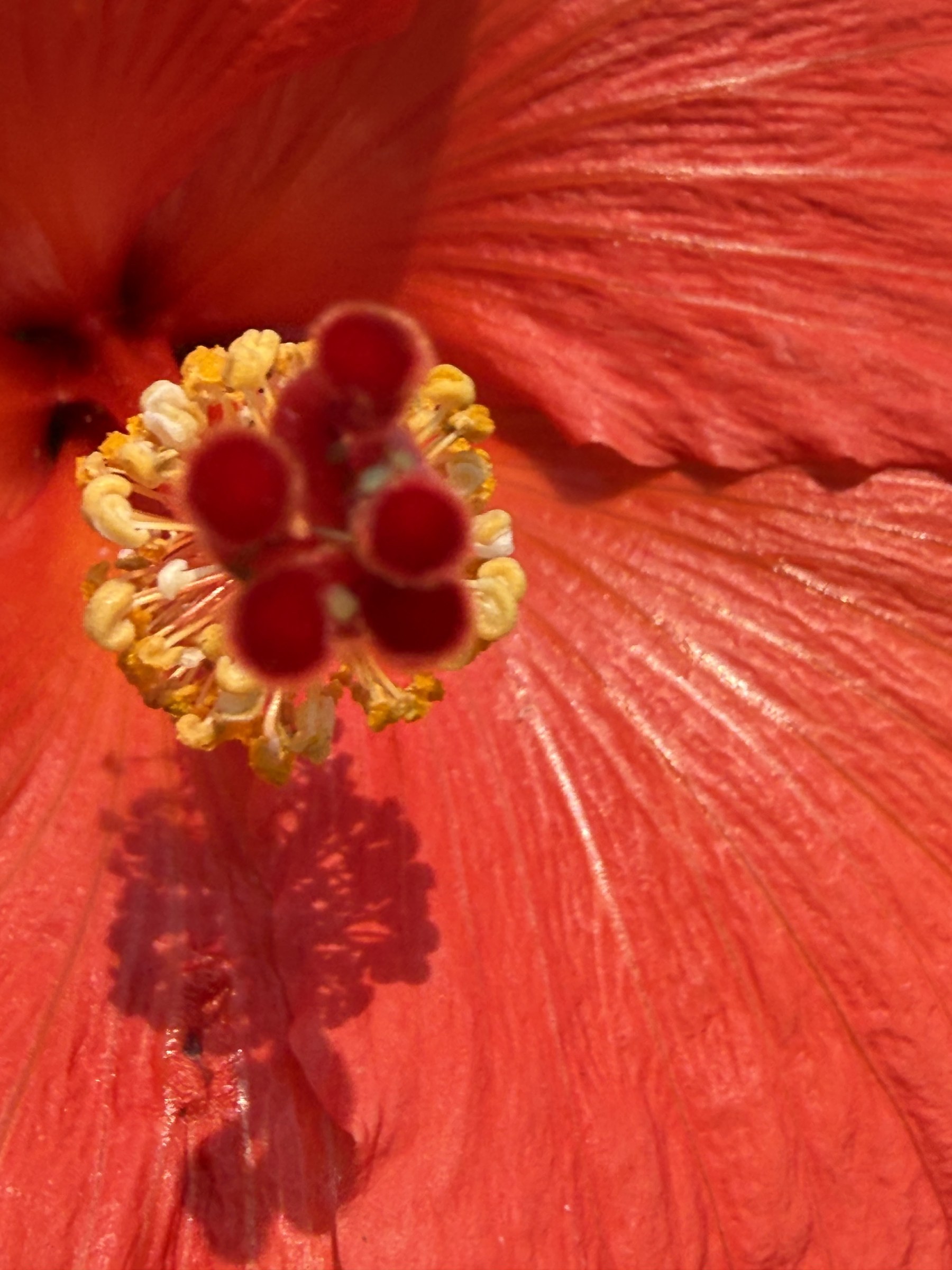 Flower photograph 9 by Daniel Zox