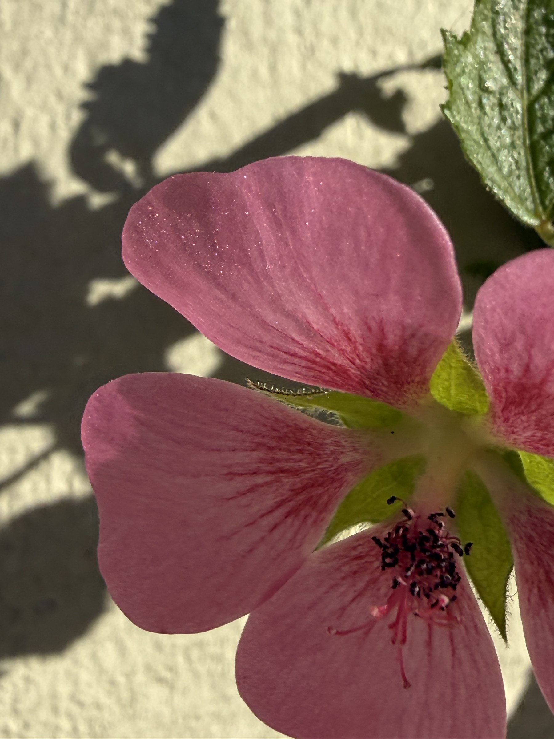 Flower photograph 10 by Daniel Zox
