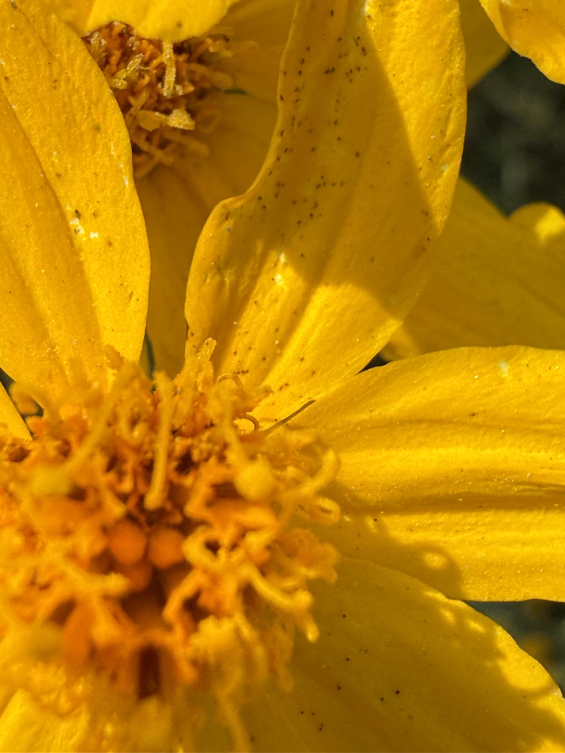 Flower photograph 11 by Daniel Zox