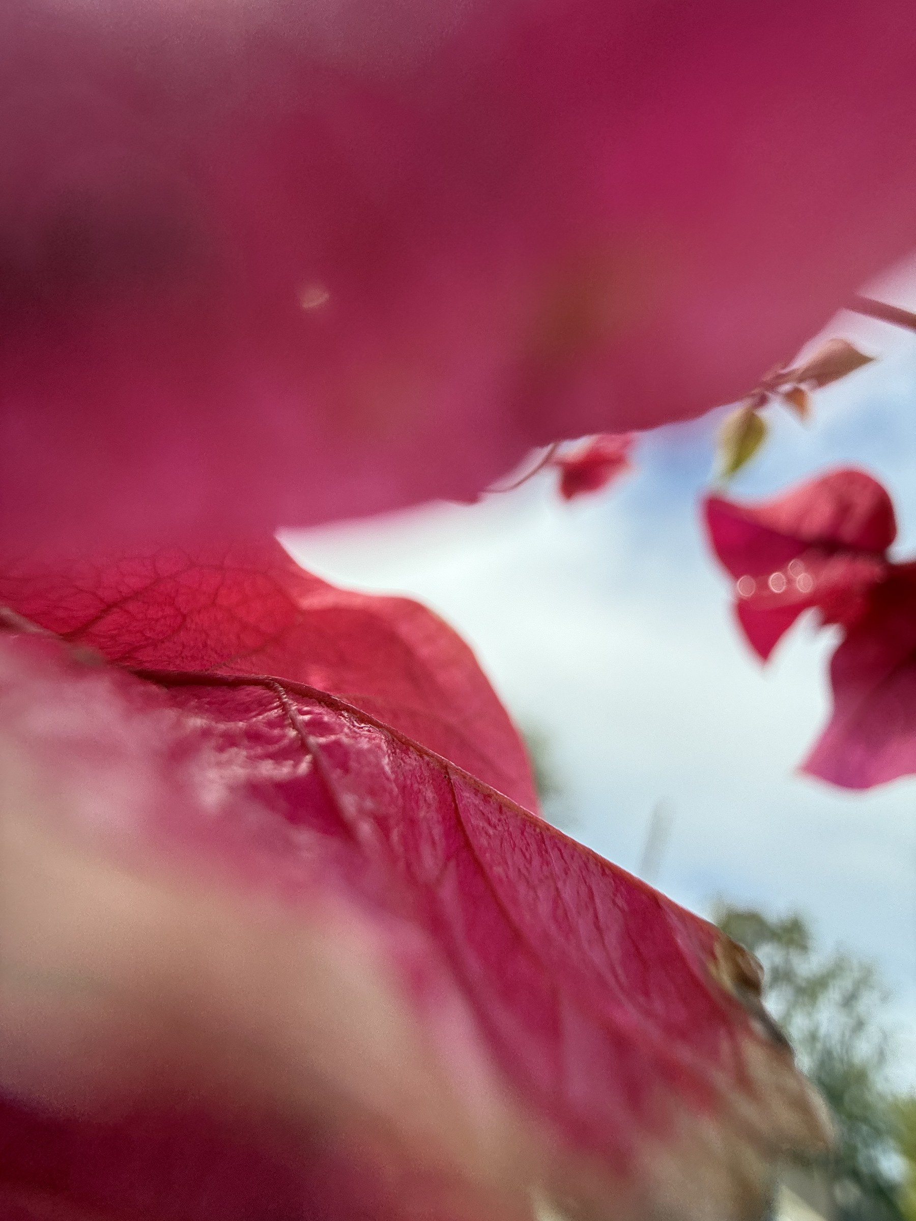 Flower photograph 12 by Daniel Zox