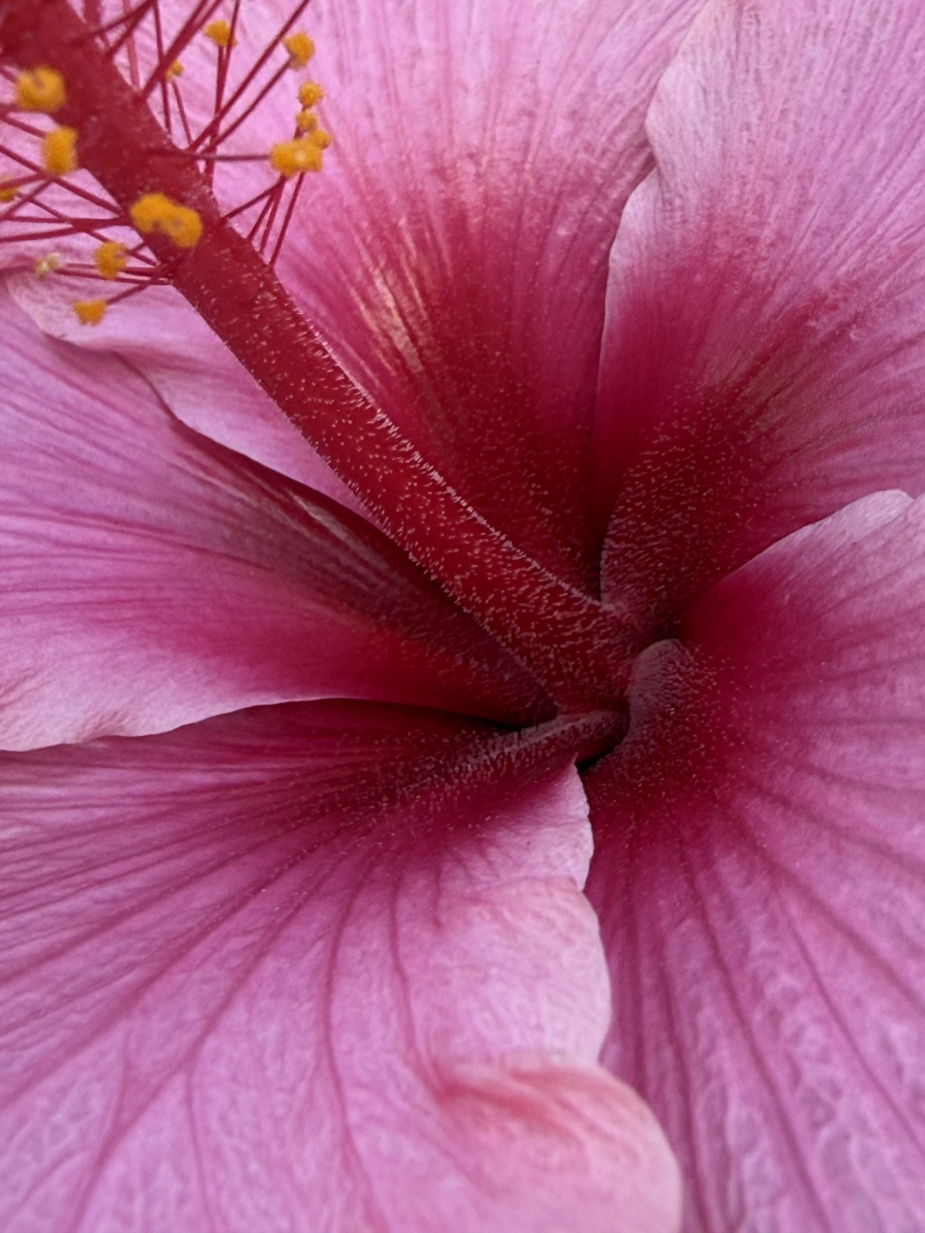 Flower photograph 13 by Daniel Zox