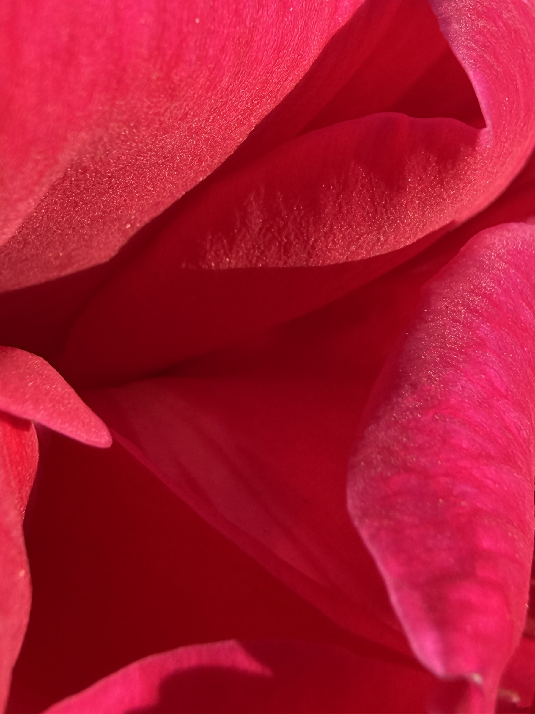 Flower photograph 15 by Daniel Zox