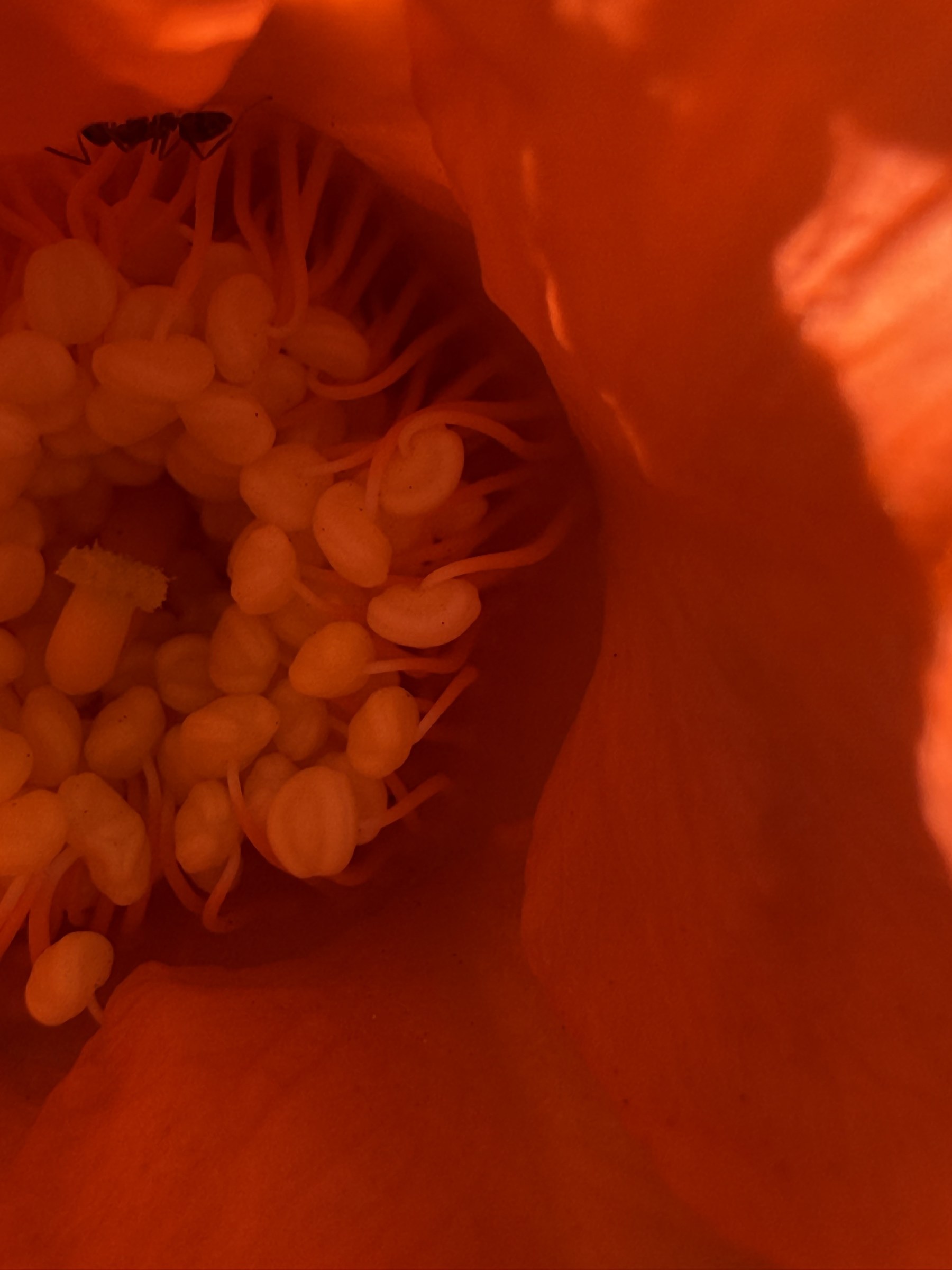 Flower photograph 16 by Daniel Zox