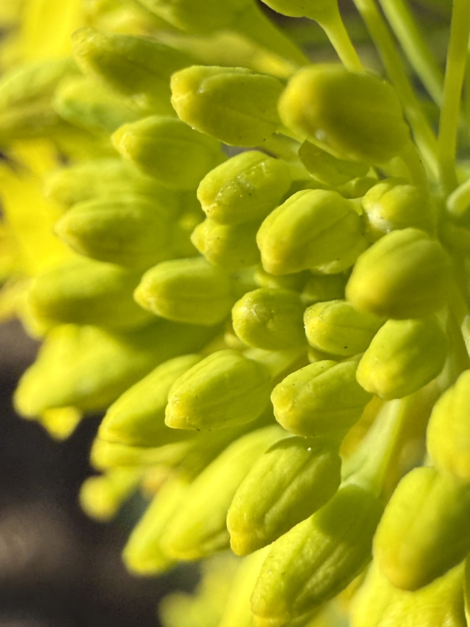 Flower photograph 17 by Daniel Zox