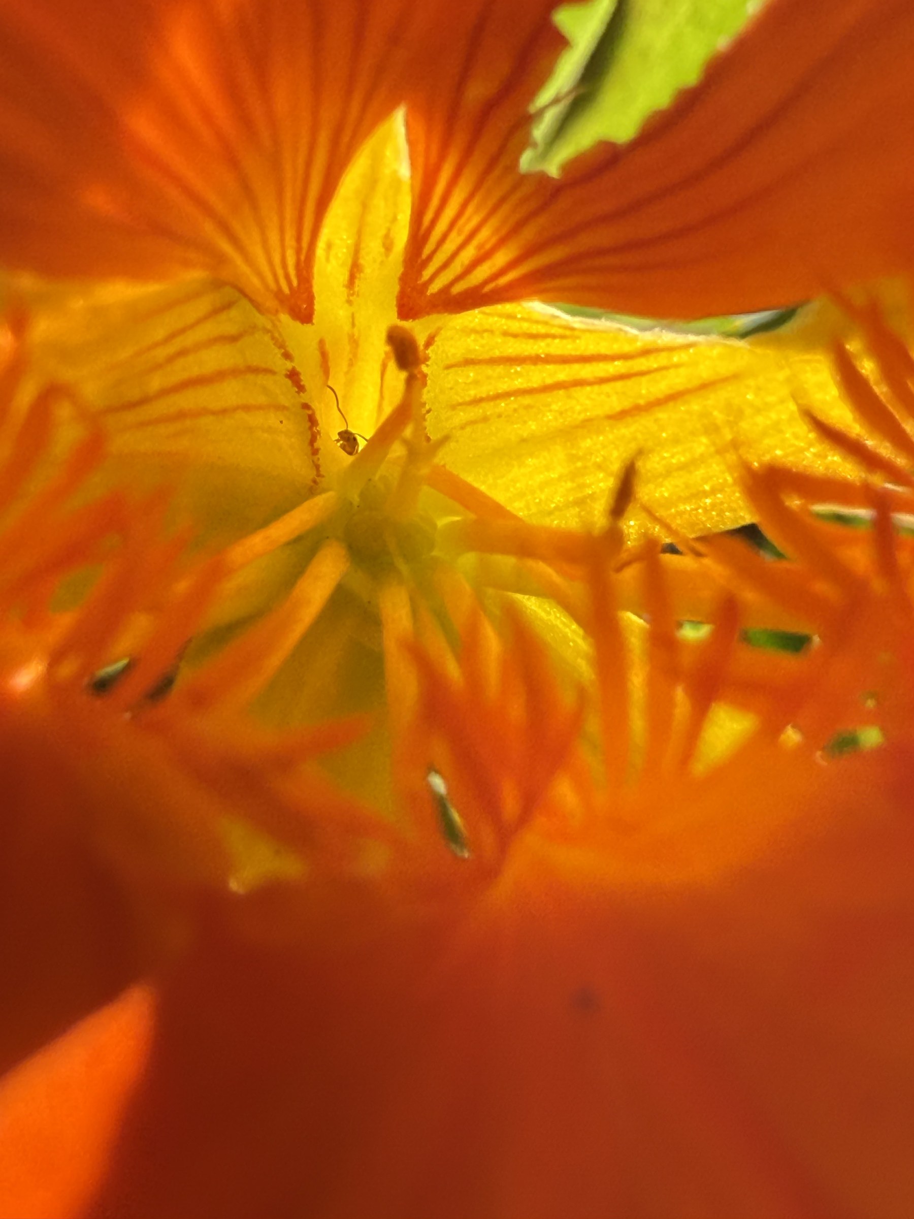 Flower photograph 18 by Daniel Zox