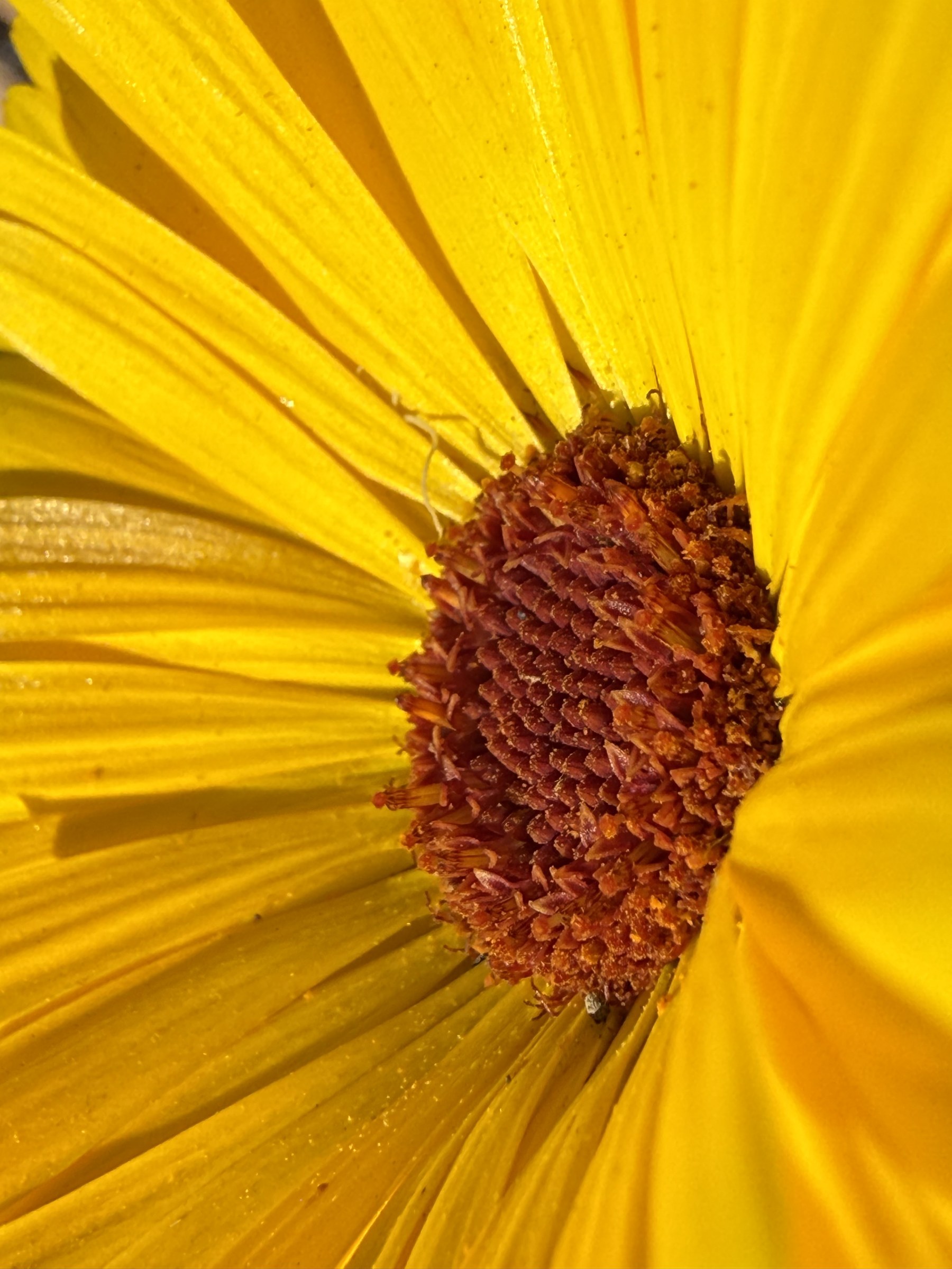 Flower photograph 19 by Daniel Zox