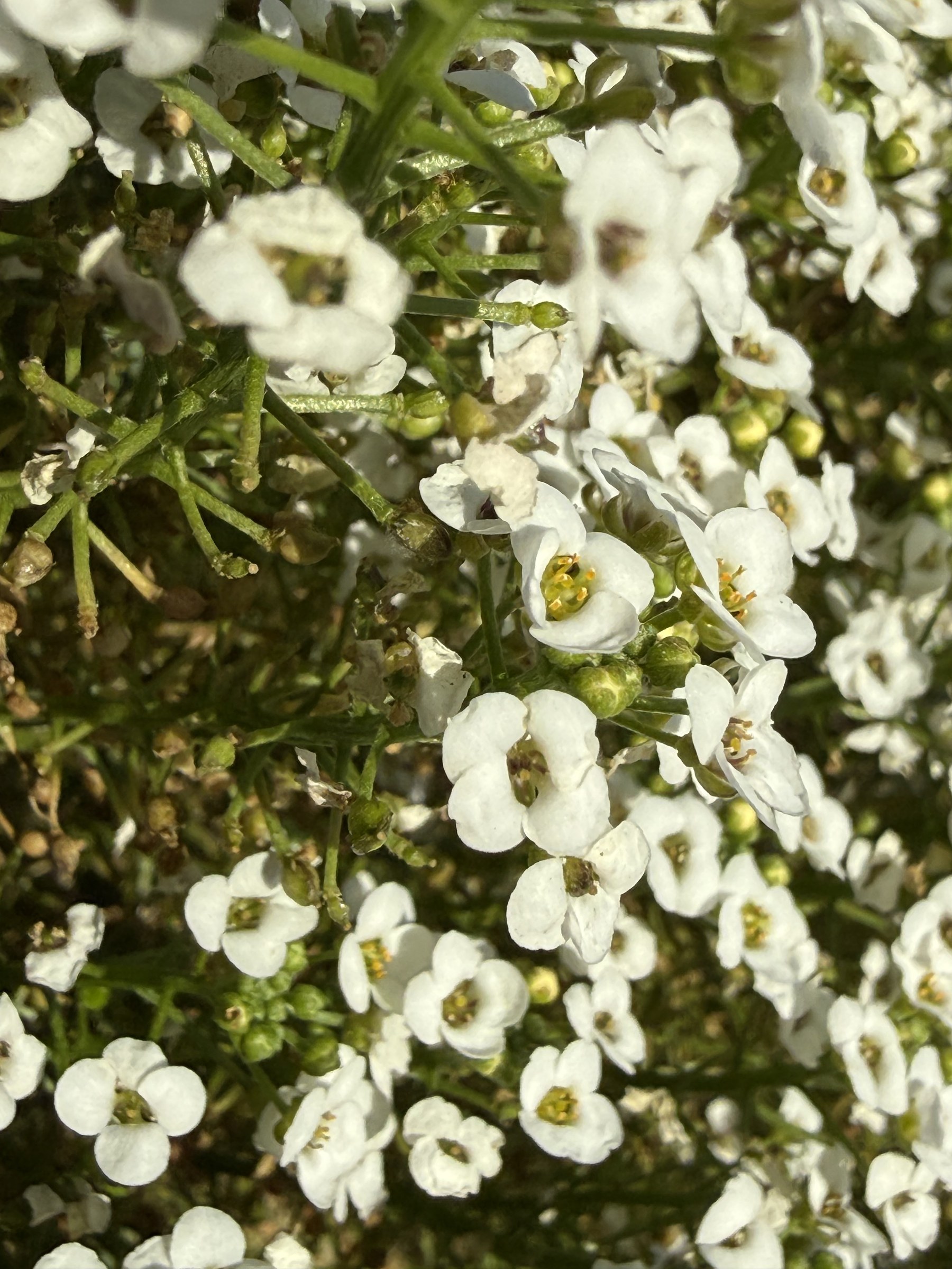 Flower photograph 20 by Daniel Zox