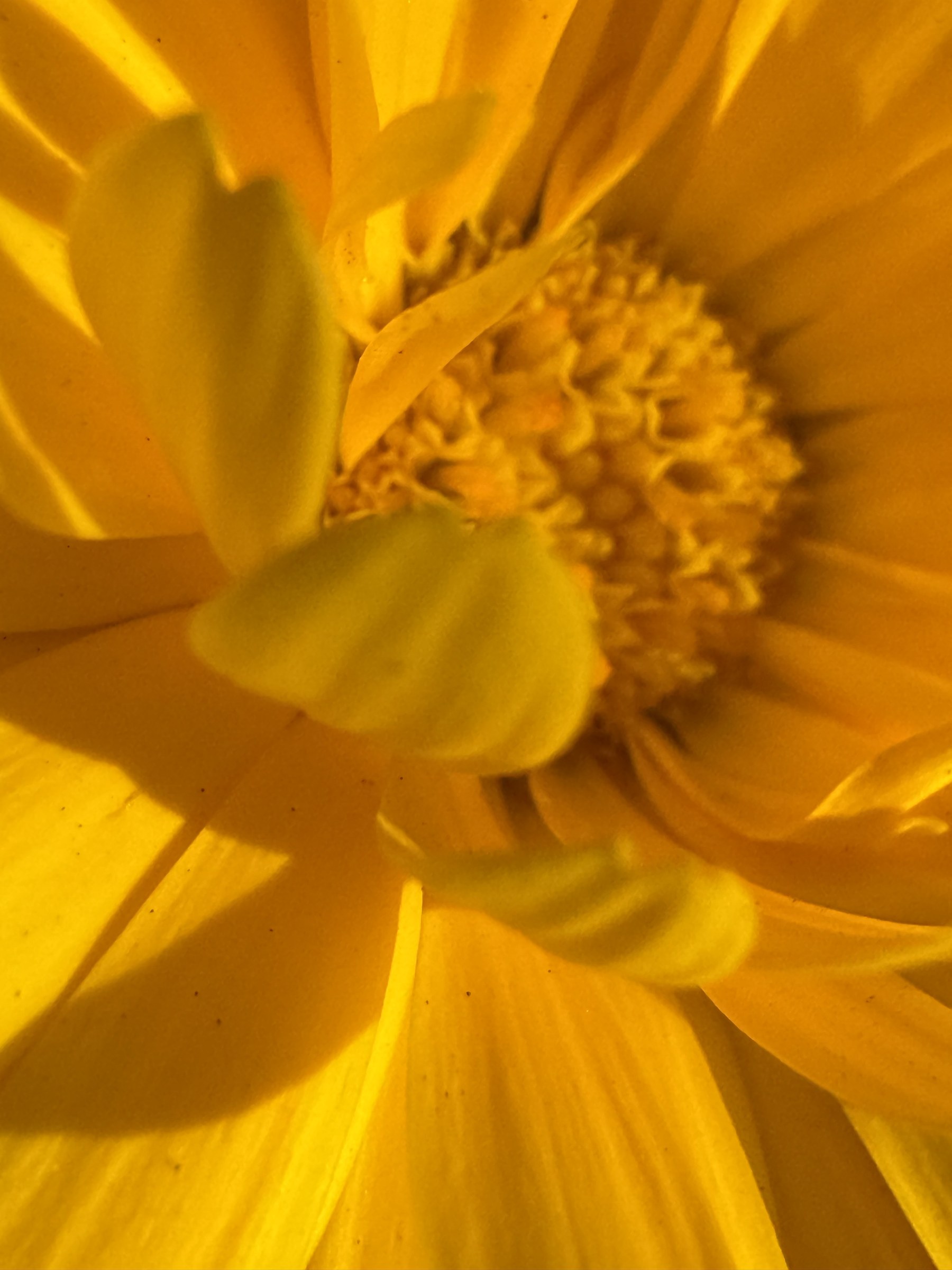 Flower photograph 21 by Daniel Zox