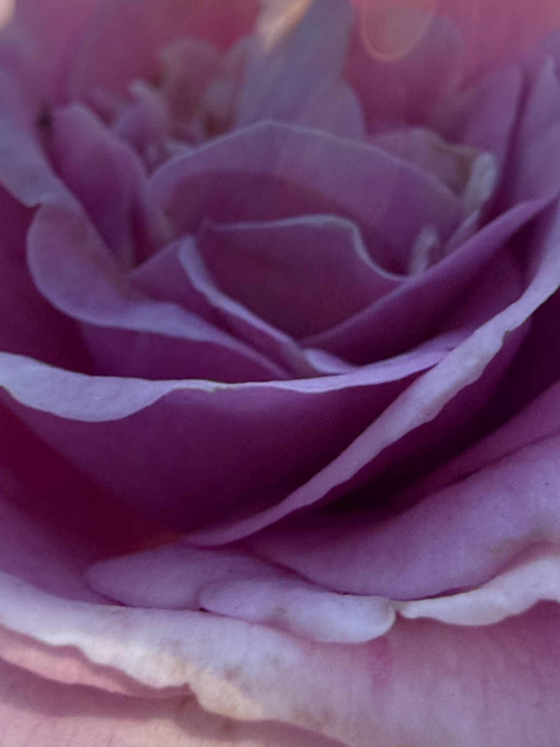 Flower photograph 22 by Daniel Zox
