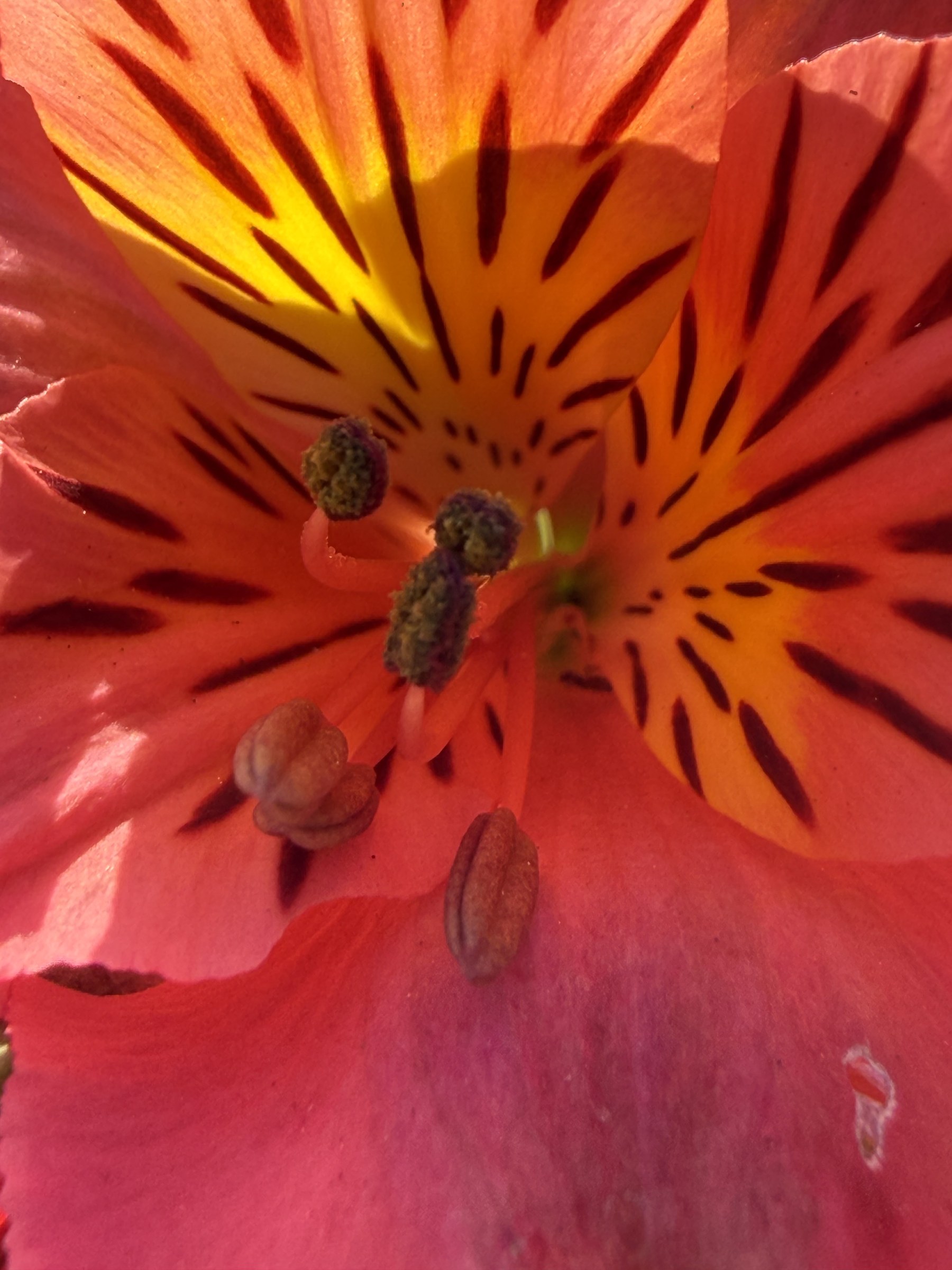 Flower photograph 23 by Daniel Zox