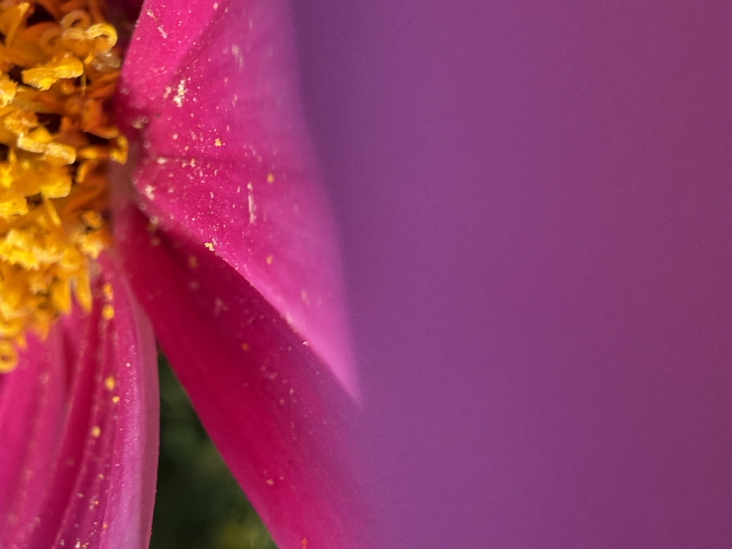 Flower photograph 24 by Daniel Zox