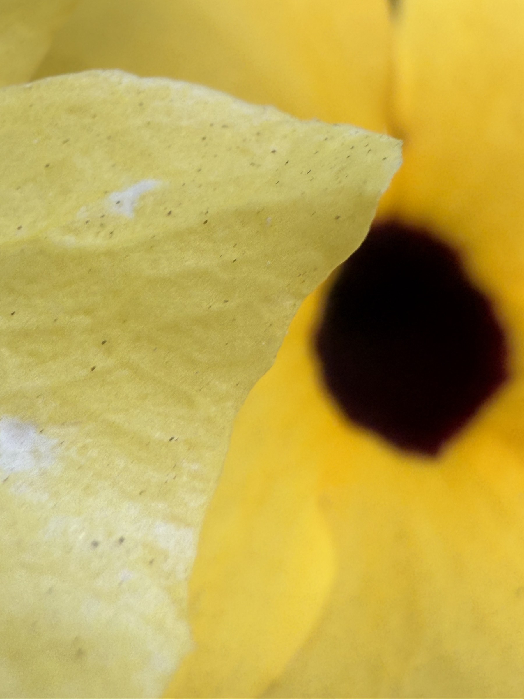 Flower photograph 25 by Daniel Zox