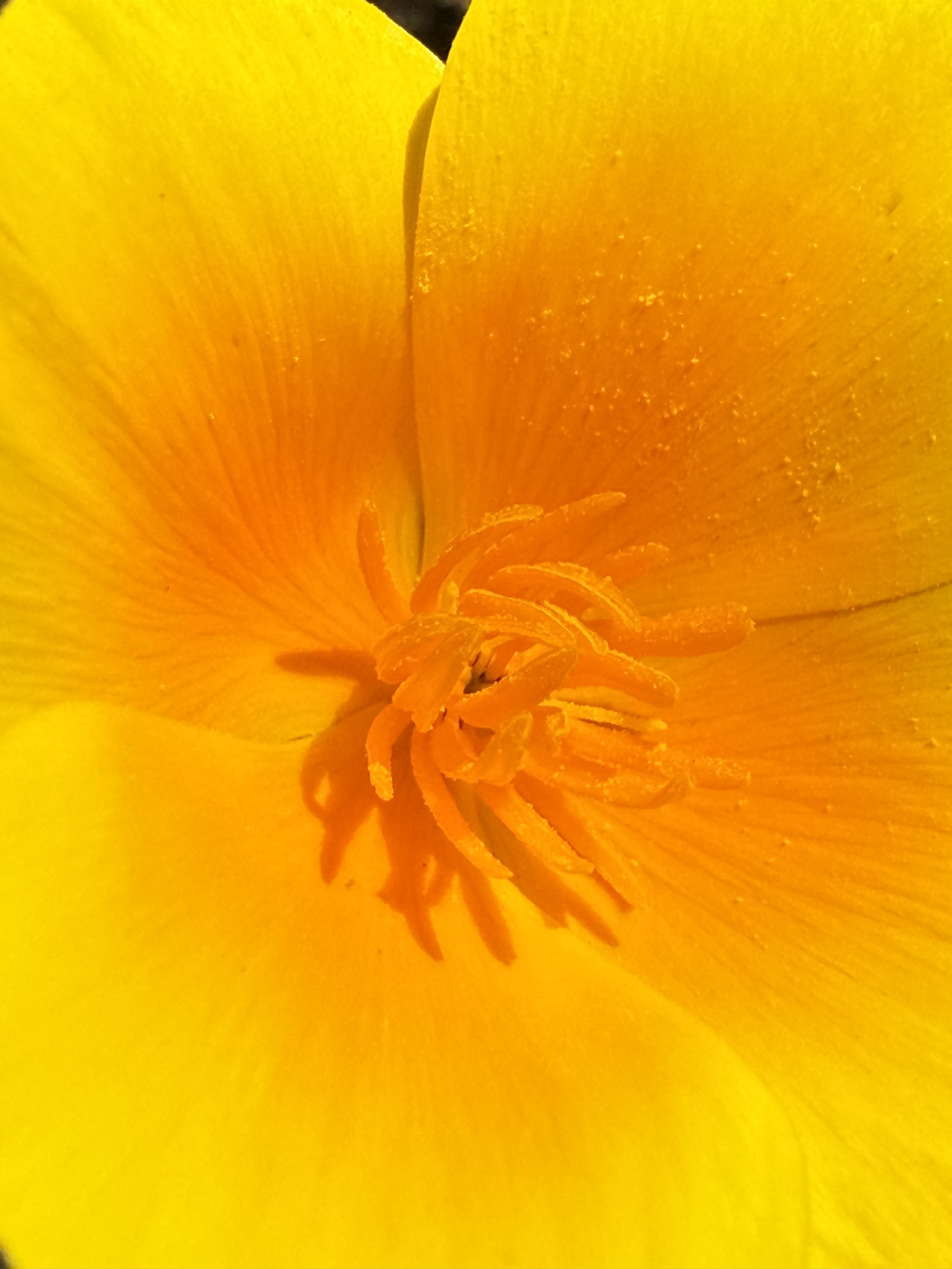 Flower photograph 26 by Daniel Zox