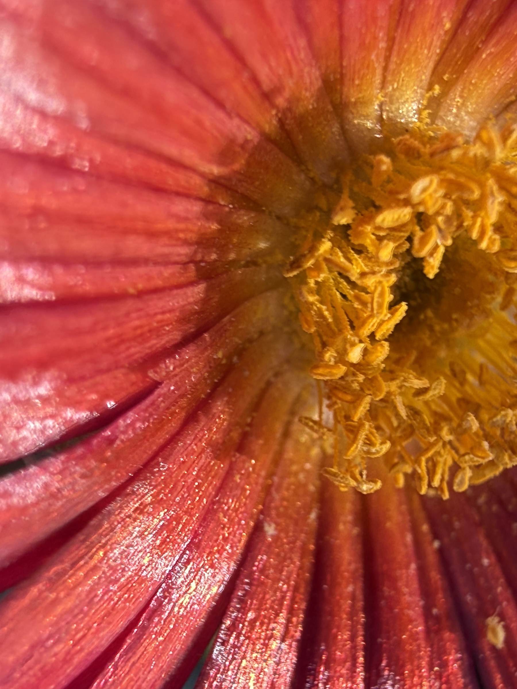 Flower photograph 27 by Daniel Zox