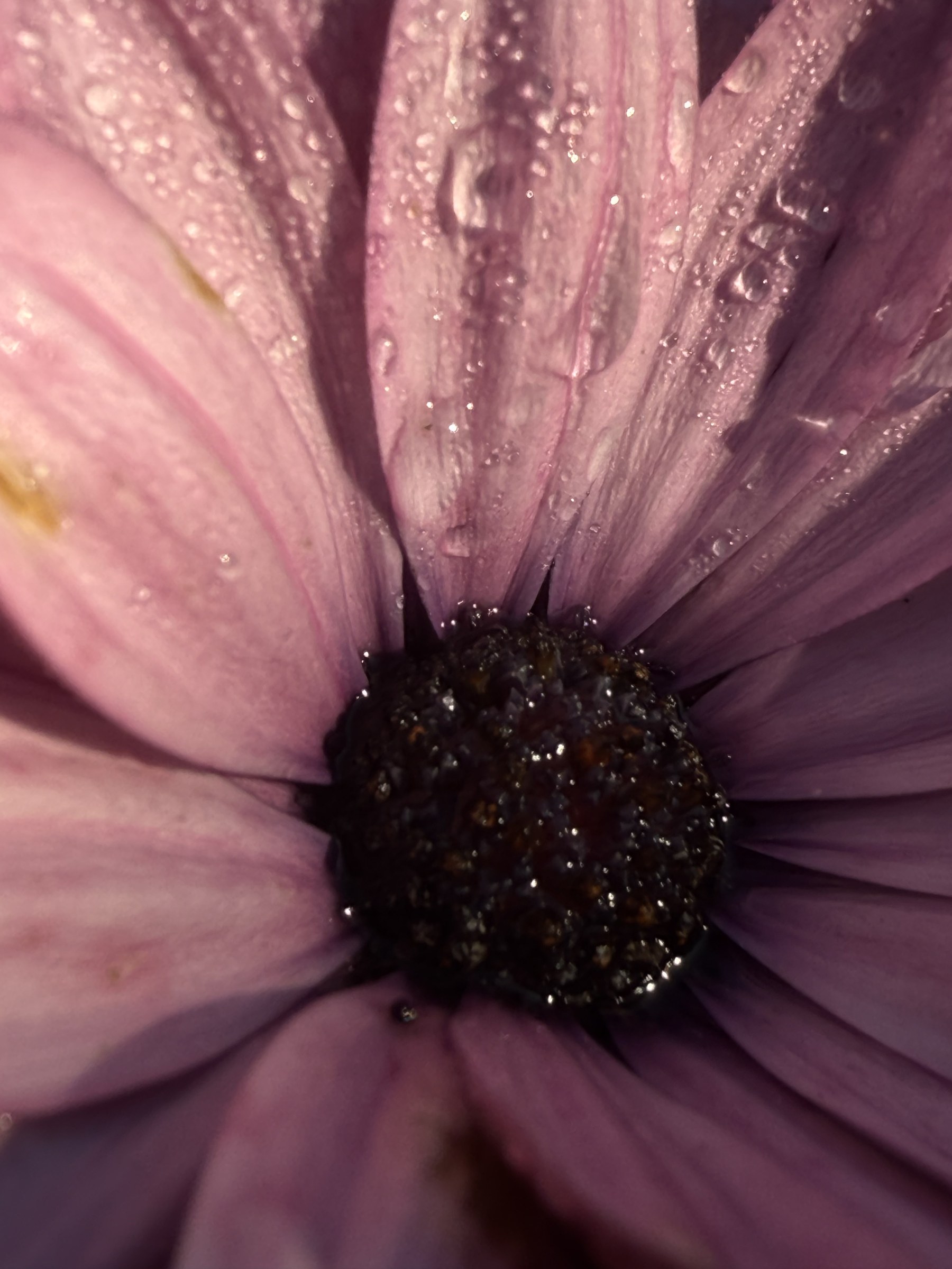 Flower photograph 28 by Daniel Zox