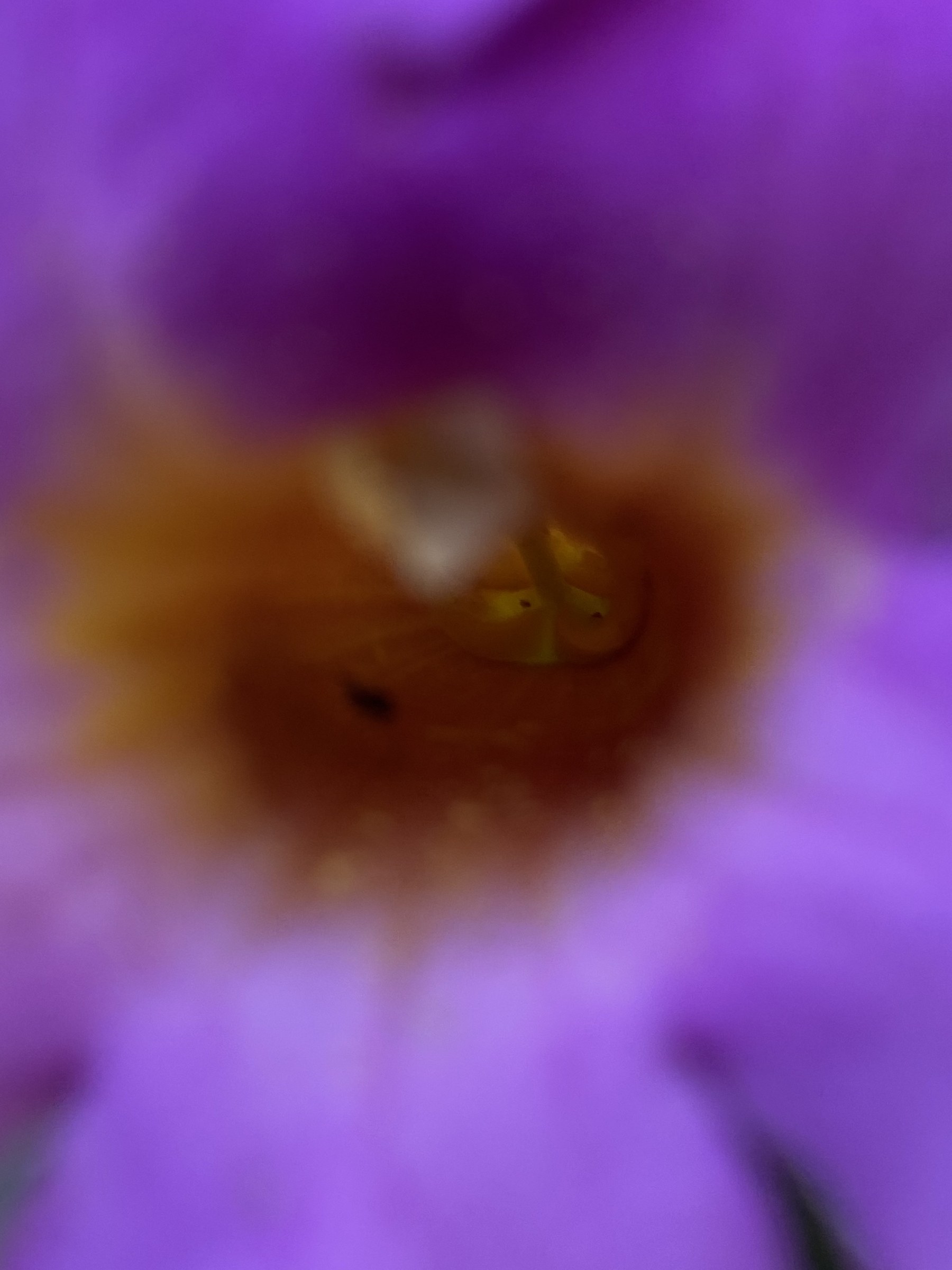 Flower photograph 29 by Daniel Zox