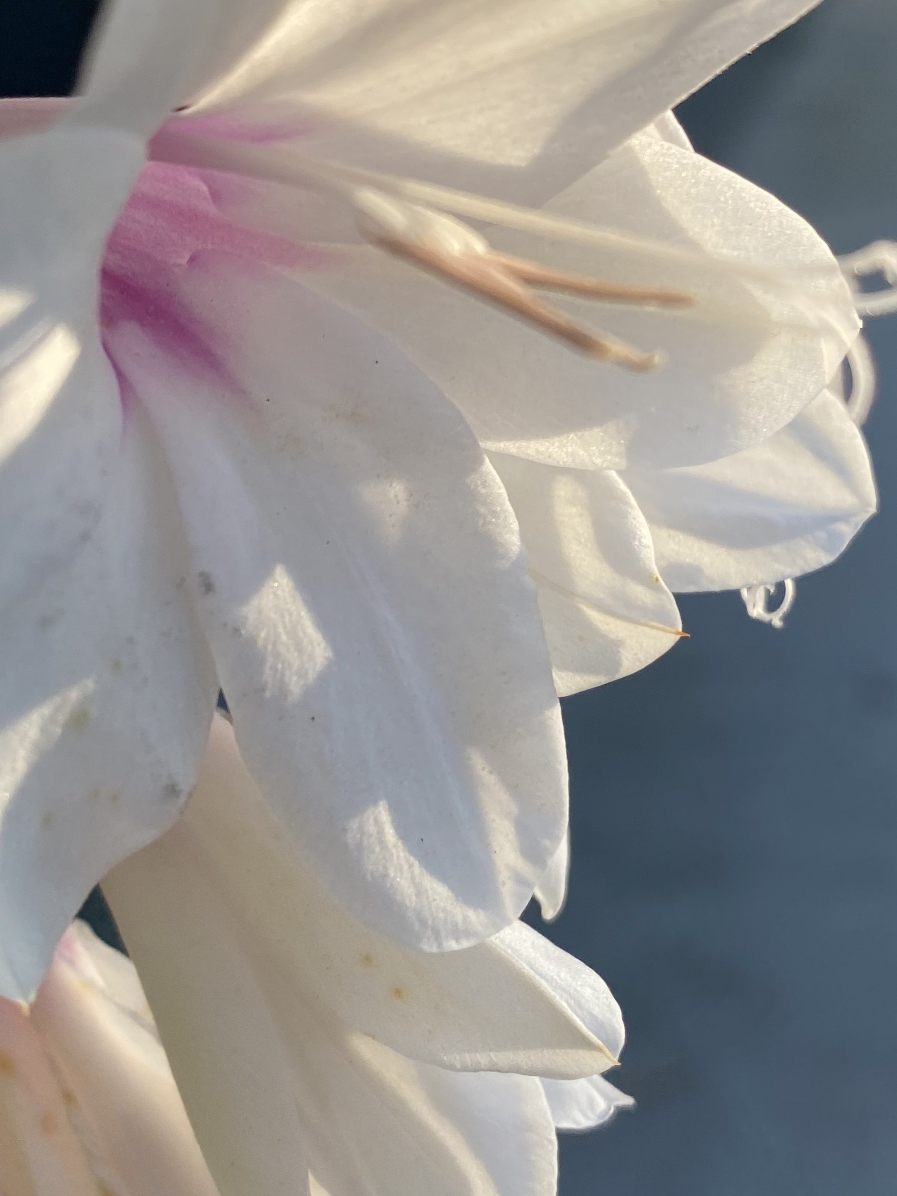 Flower photograph 30 by Daniel Zox