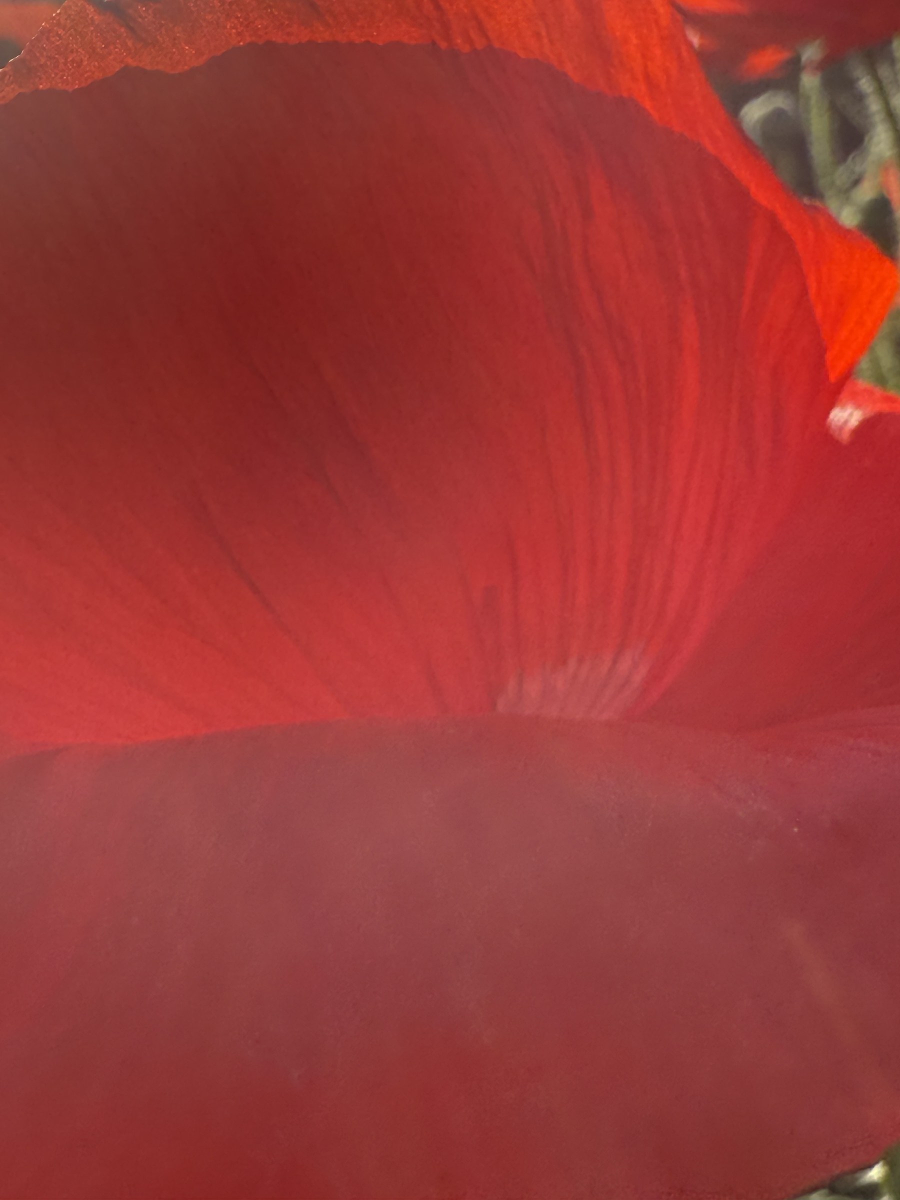 Flower photograph 31 by Daniel Zox