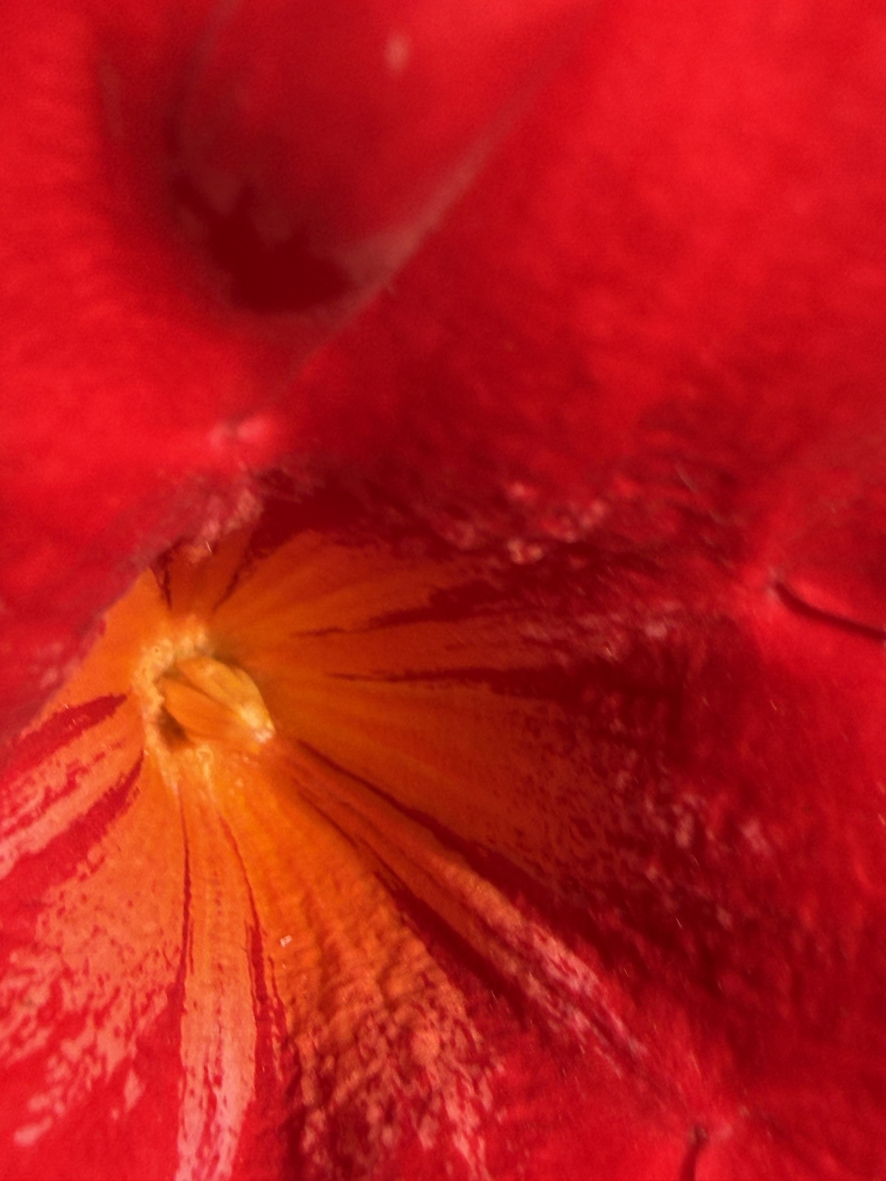 Flower photograph 32 by Daniel Zox