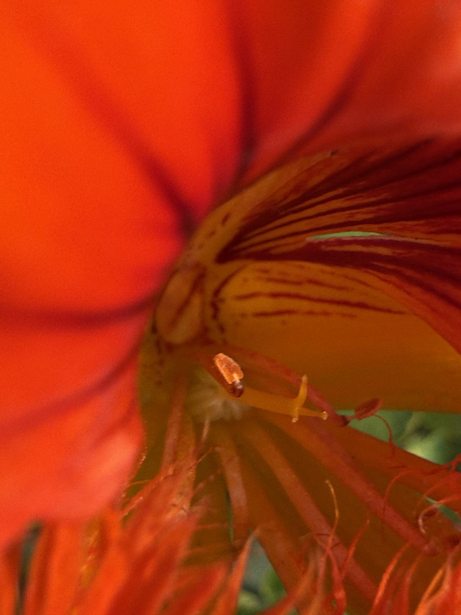 Flower photograph 33 by Daniel Zox