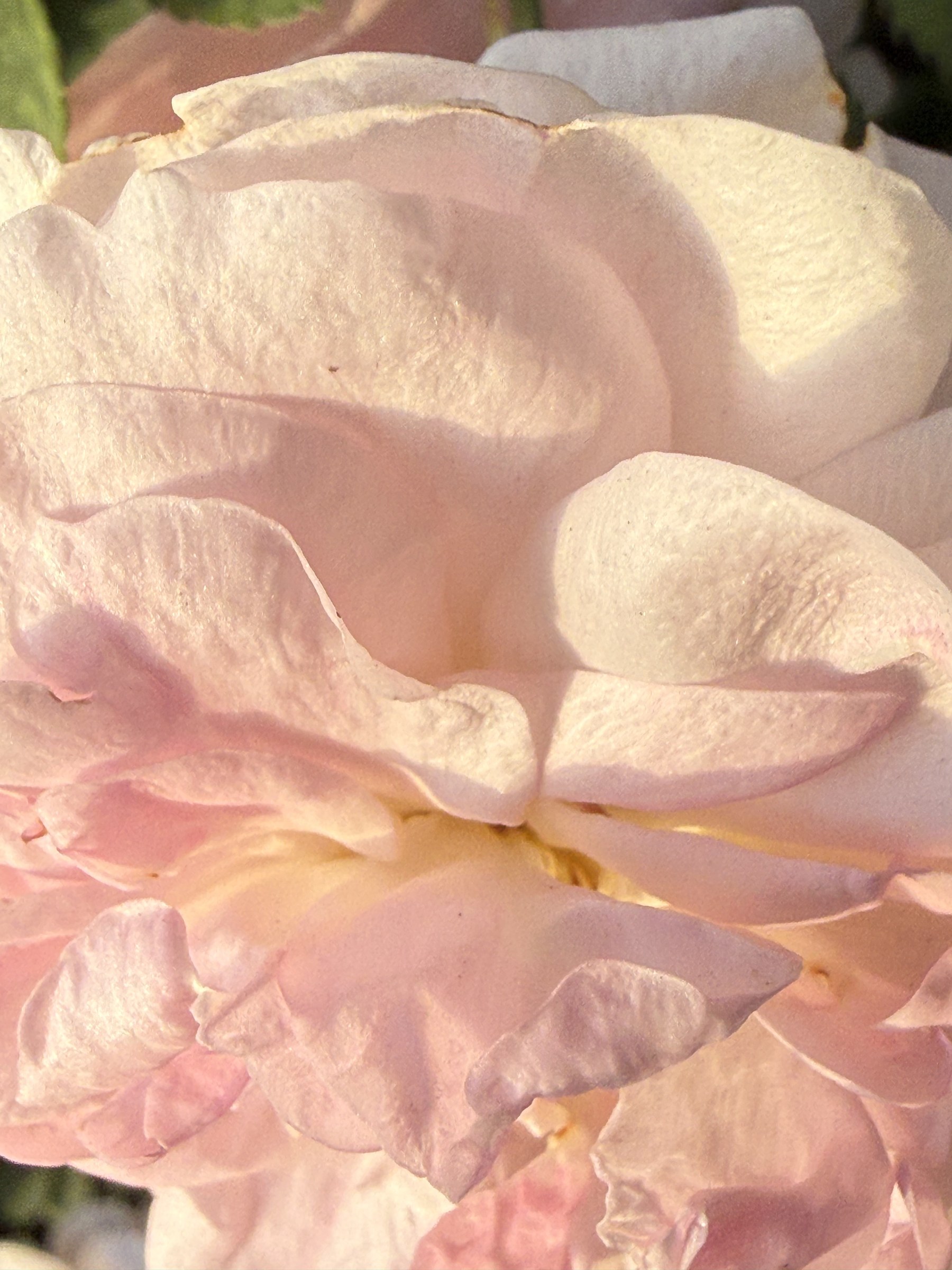Flower photograph 34 by Daniel Zox