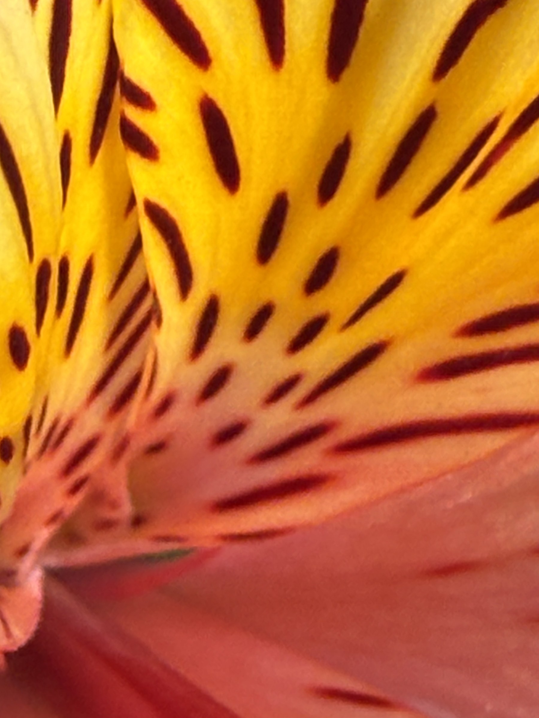 Flower photograph 35 by Daniel Zox
