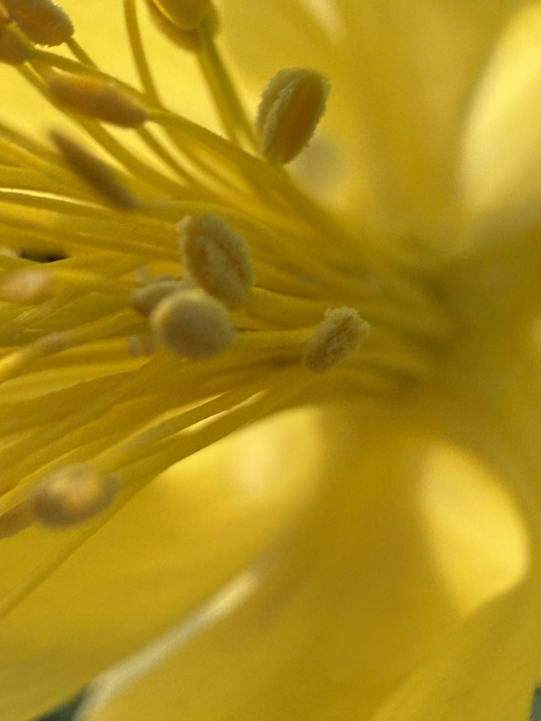 Flower photograph 36 by Daniel Zox