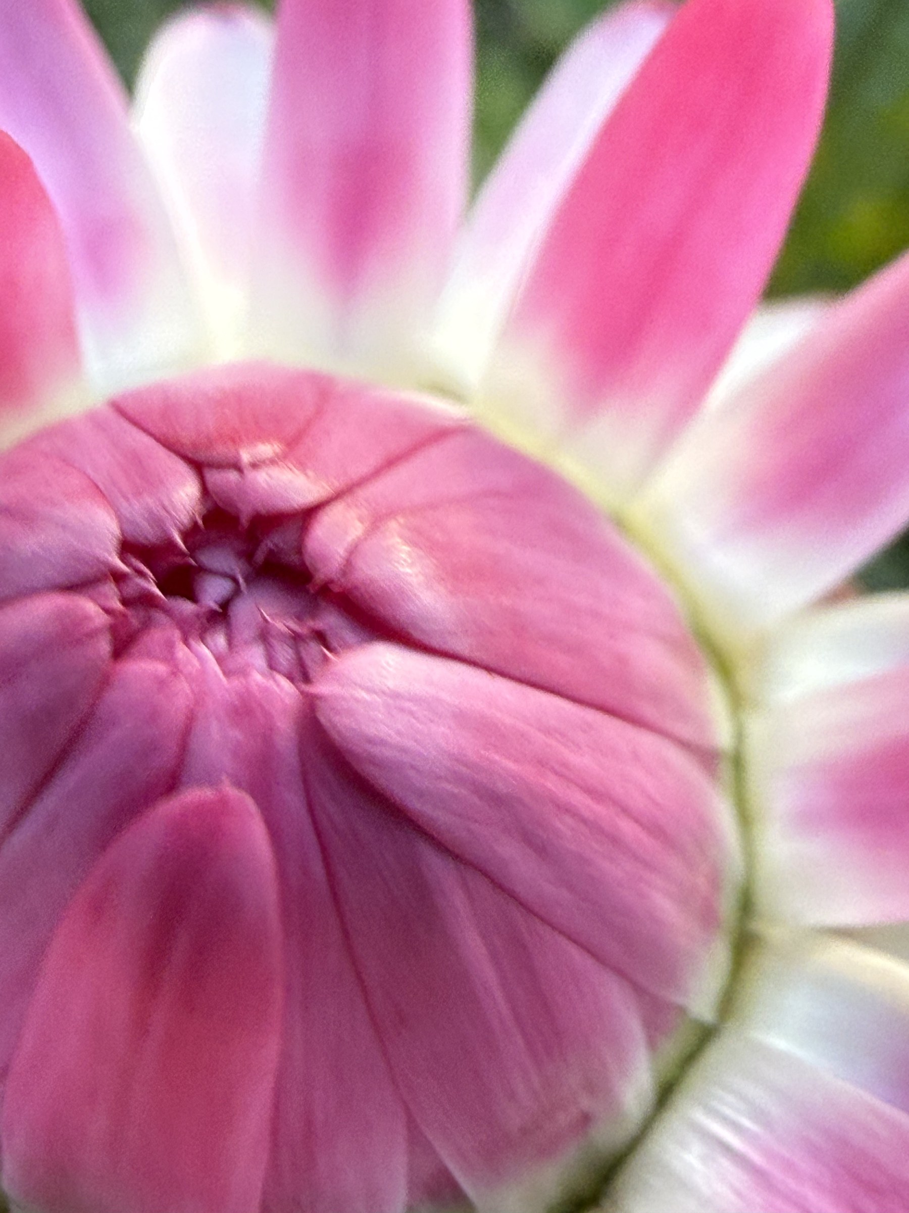 Flower photograph 37 by Daniel Zox