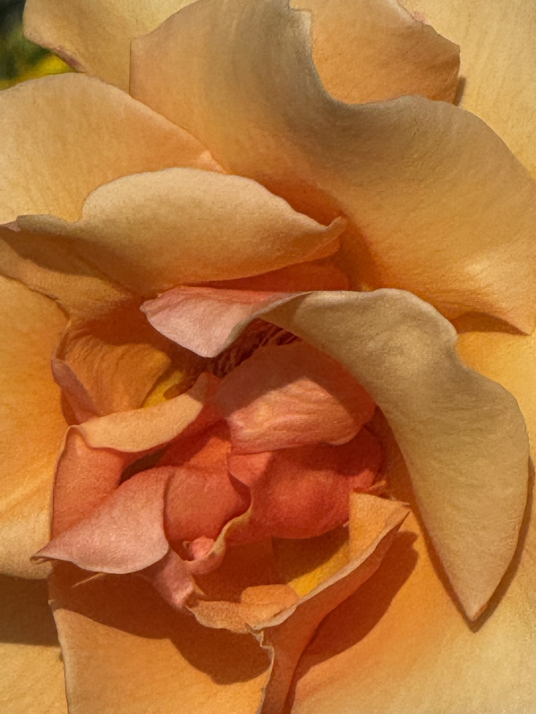Flower photograph 38 by Daniel Zox