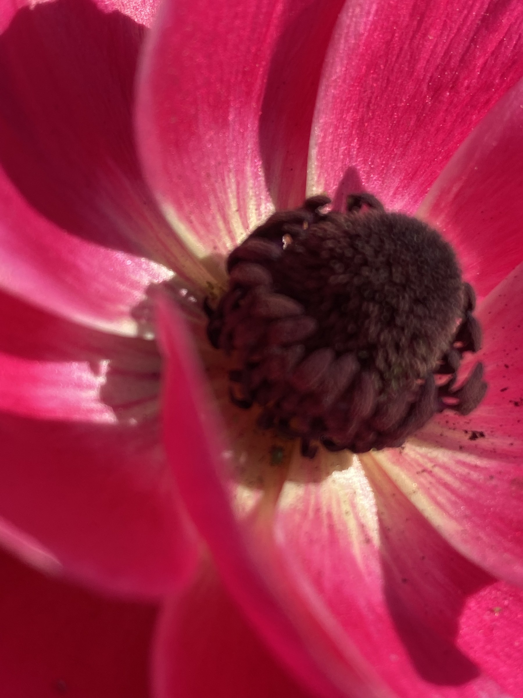 Flower photograph 39 by Daniel Zox
