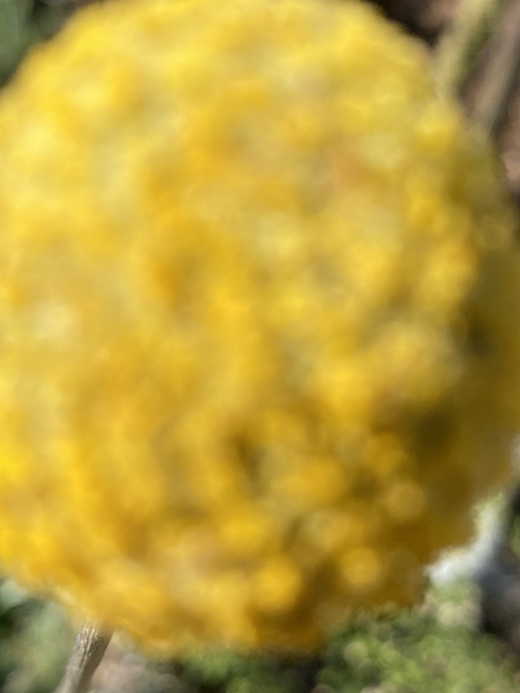 Flower photograph 40 by Daniel Zox