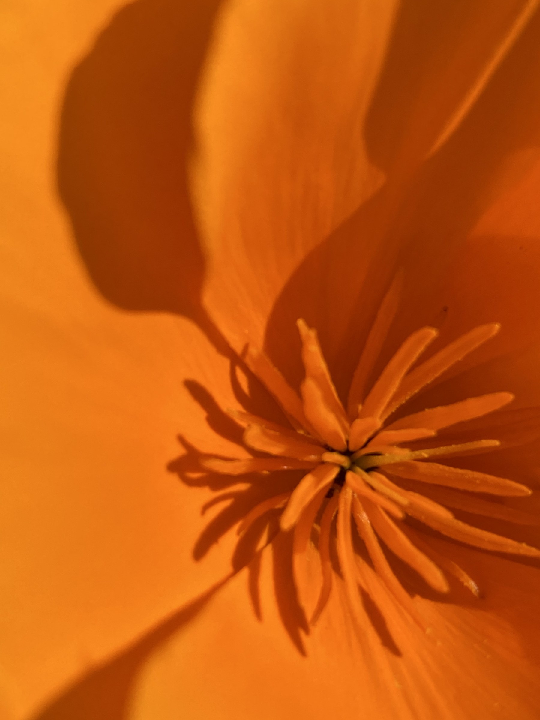 Flower photograph 41 by Daniel Zox