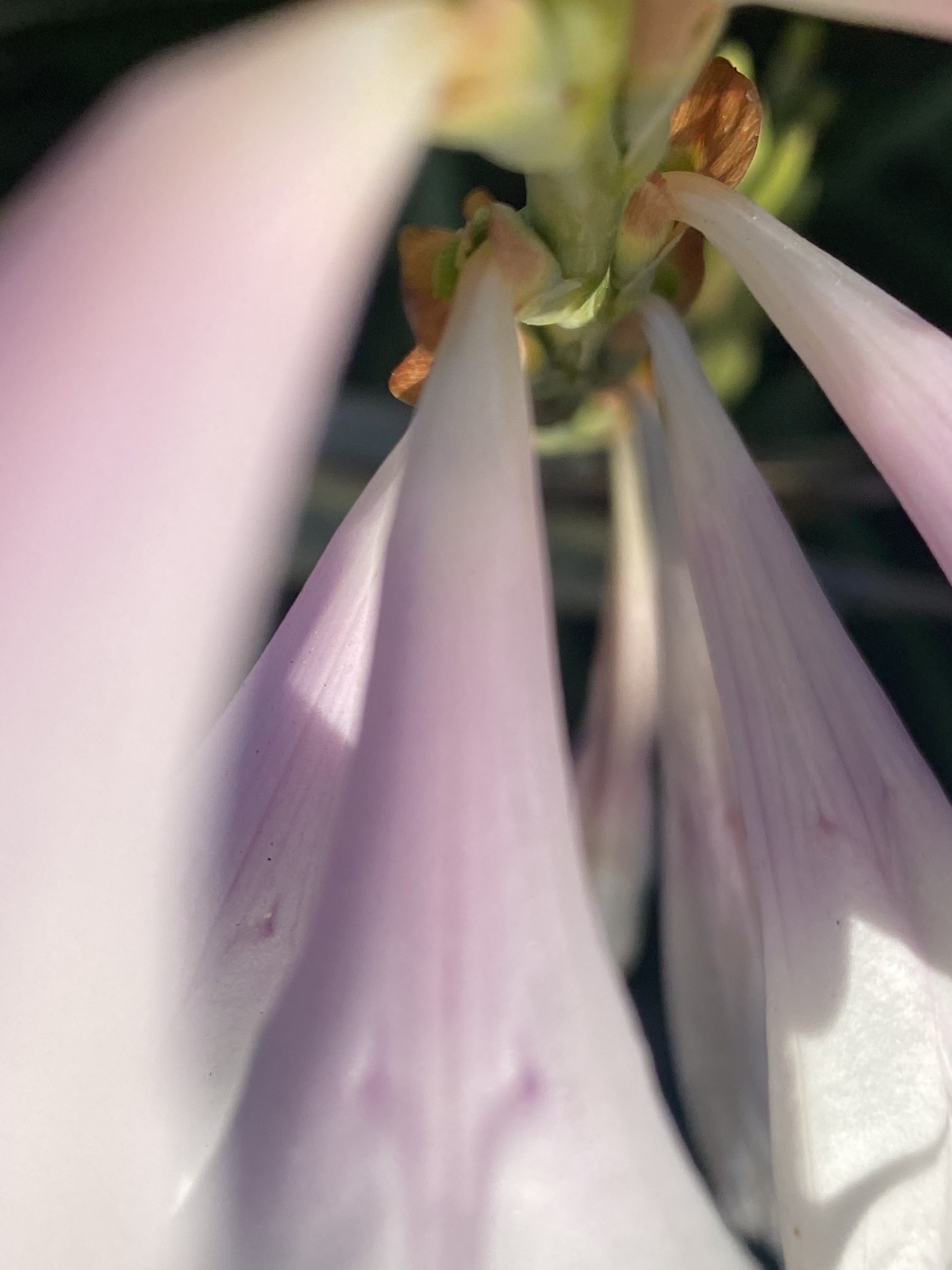 Flower photograph 42 by Daniel Zox