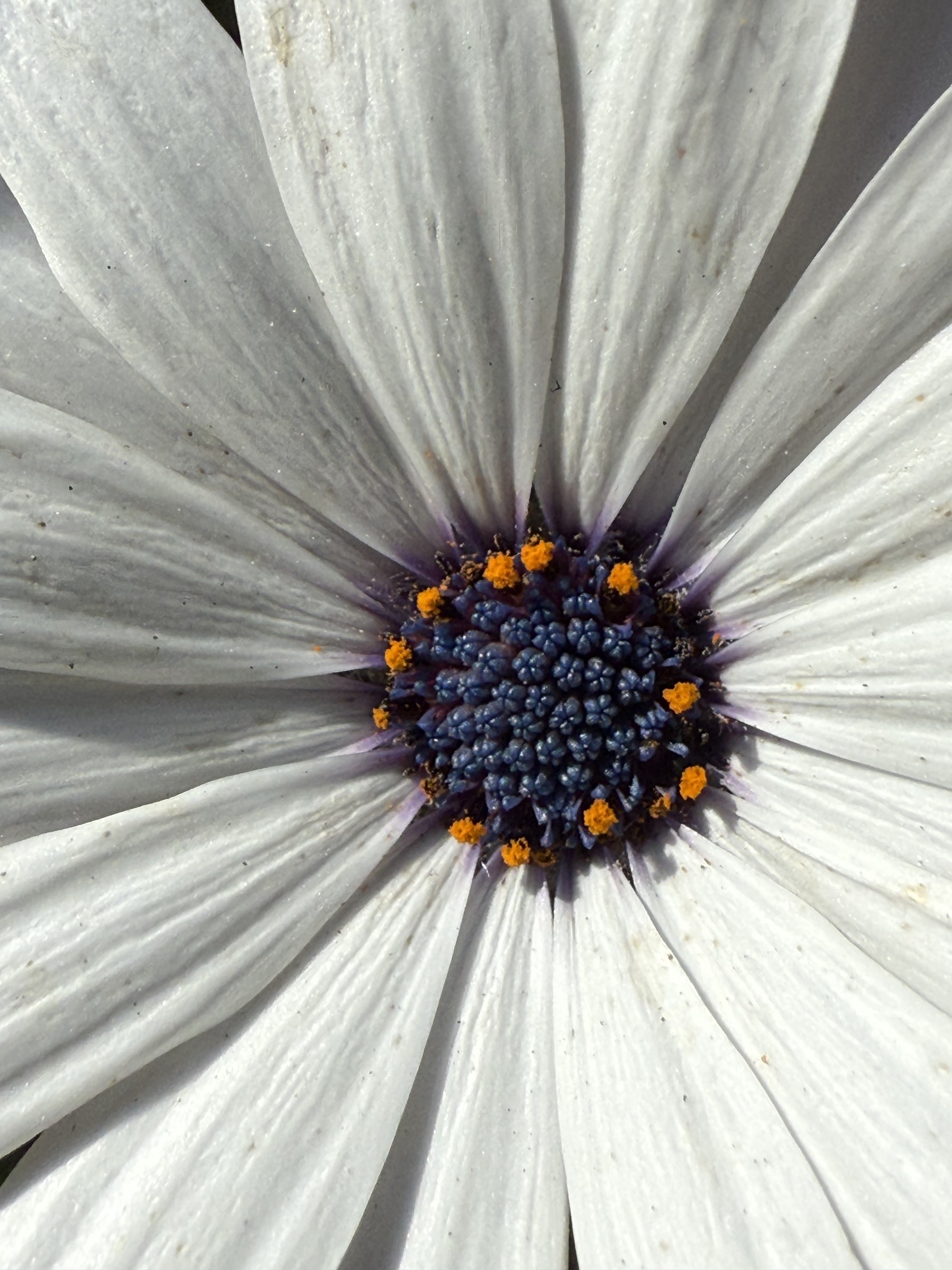 Flower photograph 43 by Daniel Zox