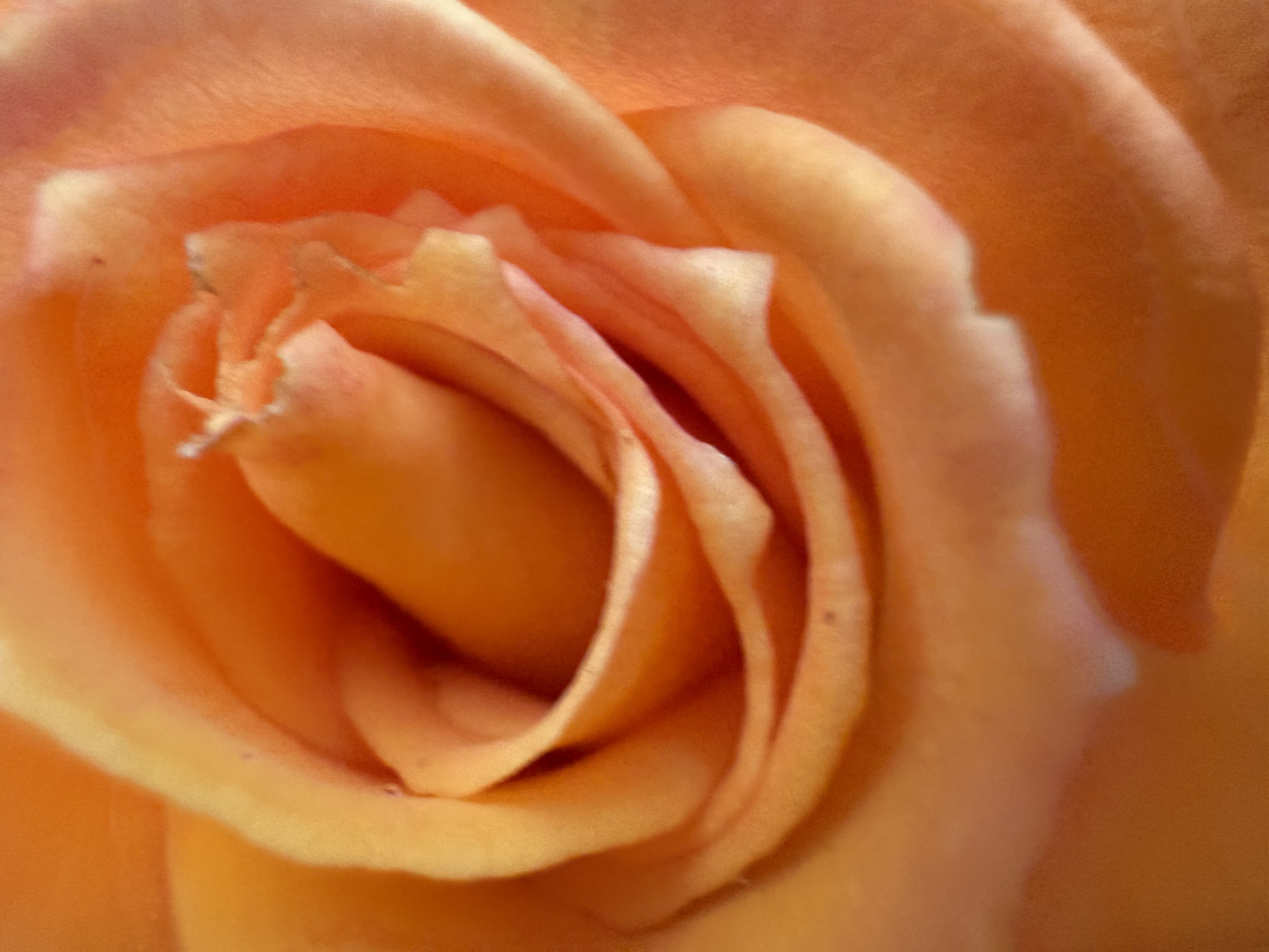 Flower photograph 44 by Daniel Zox