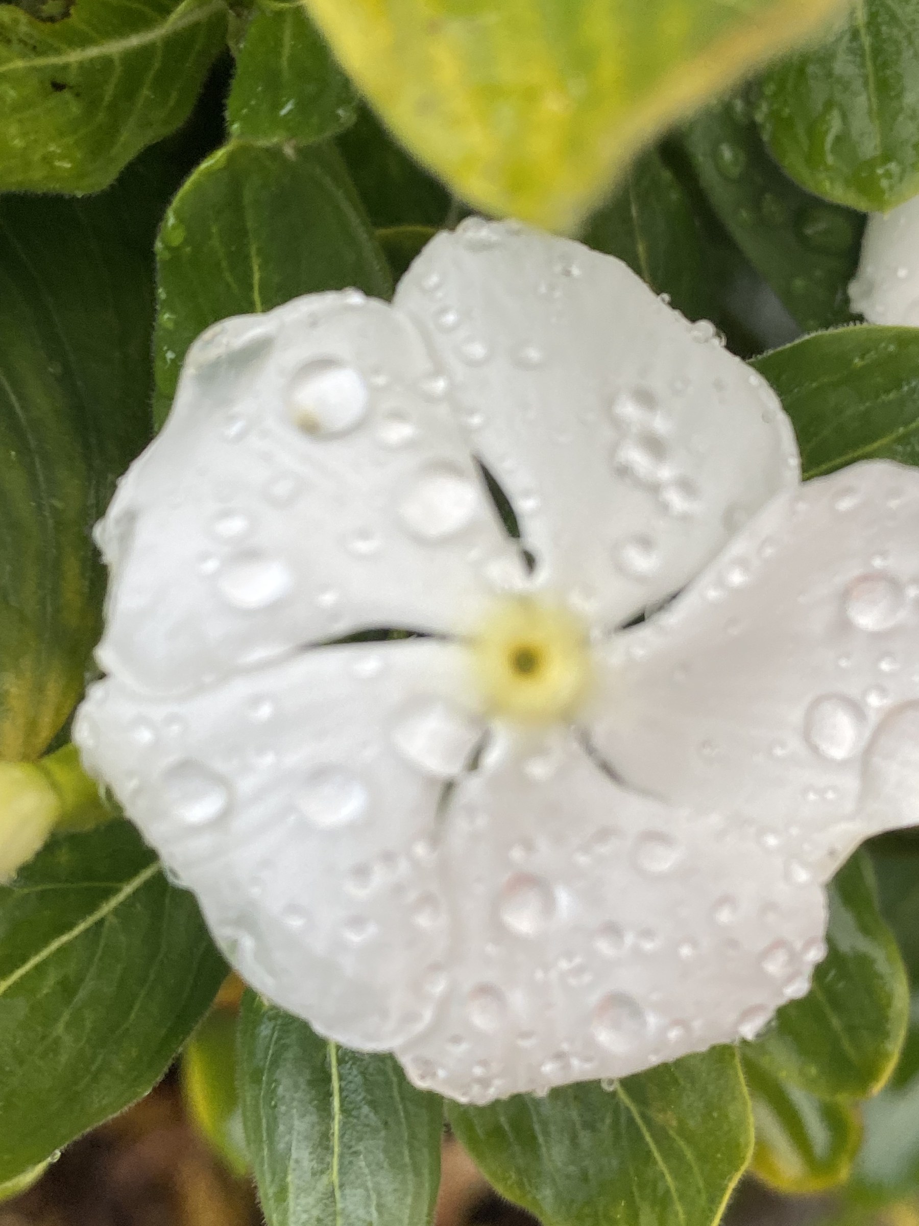 Flower photograph 45 by Daniel Zox