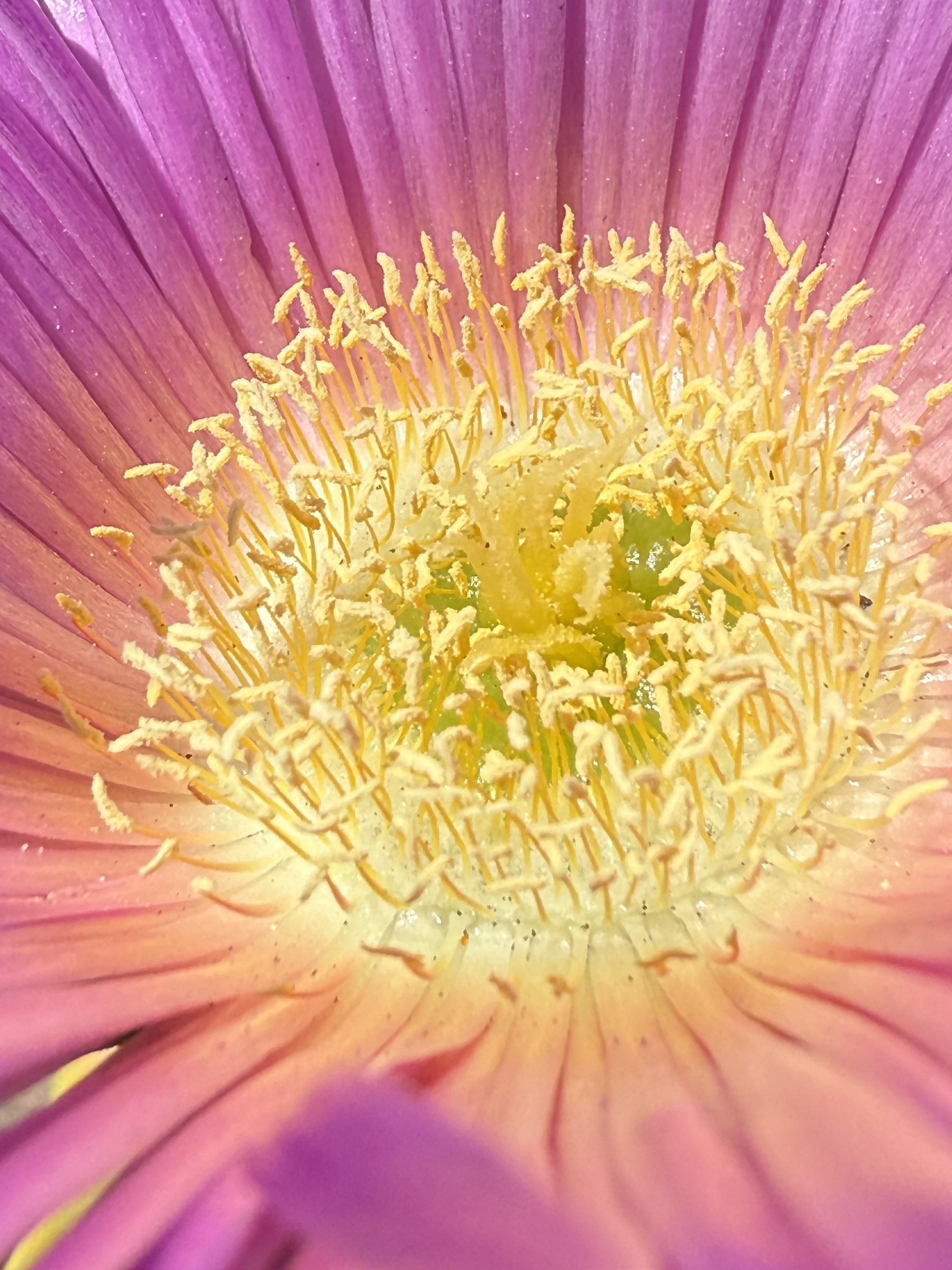 Flower photograph 46 by Daniel Zox
