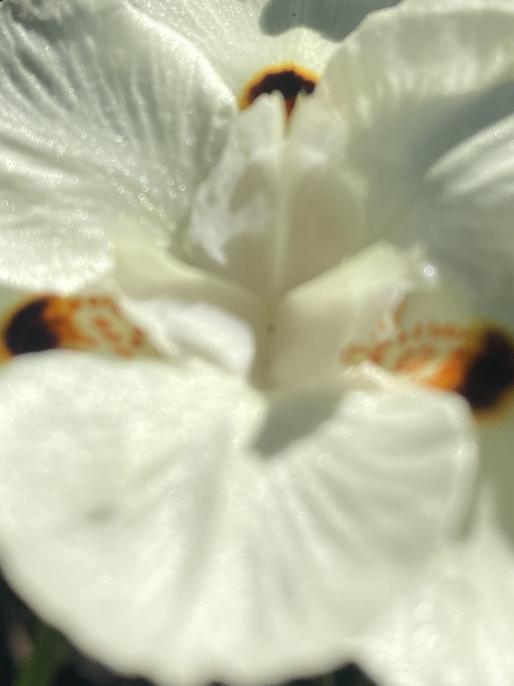 Flower photograph 47 by Daniel Zox