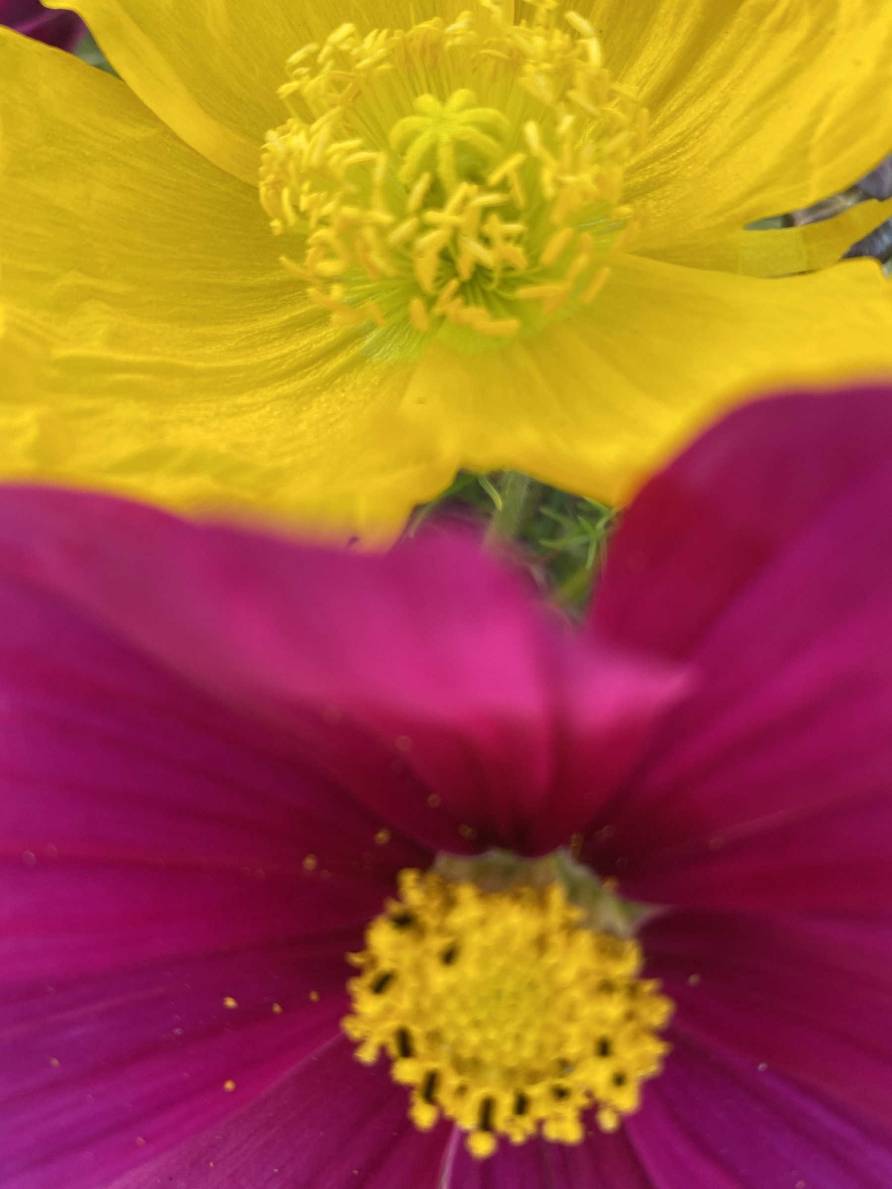 Flower photograph 48 by Daniel Zox