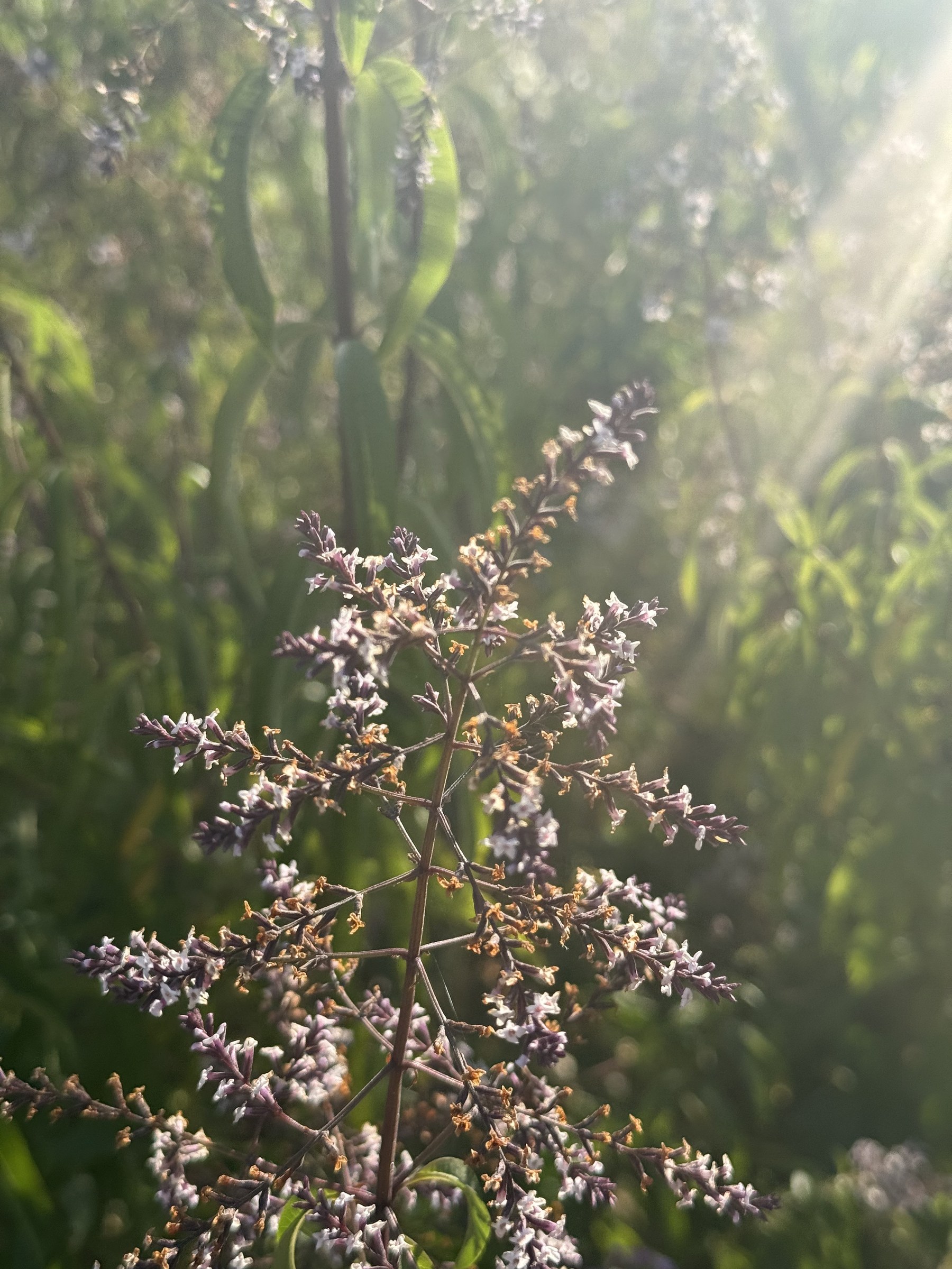 Flower photograph 49 by Daniel Zox