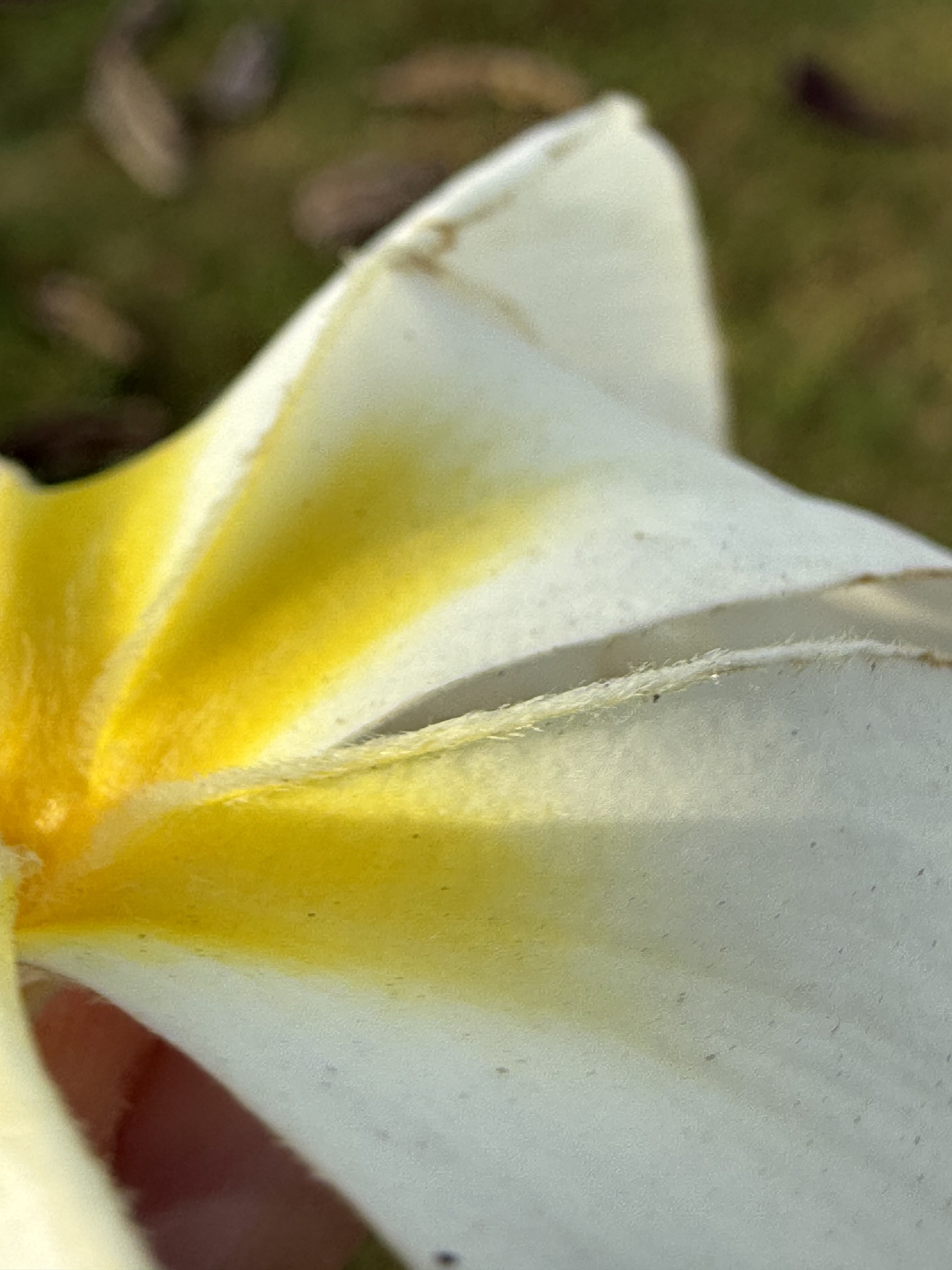 Flower photograph 50 by Daniel Zox