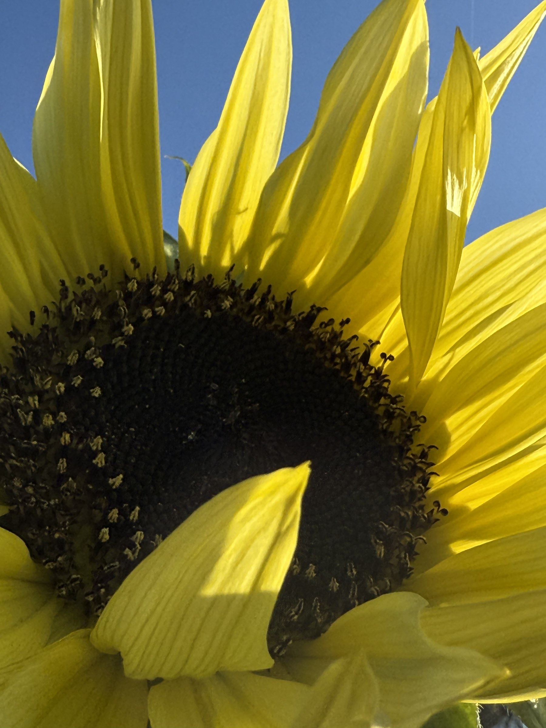 Flower photograph 51 by Daniel Zox